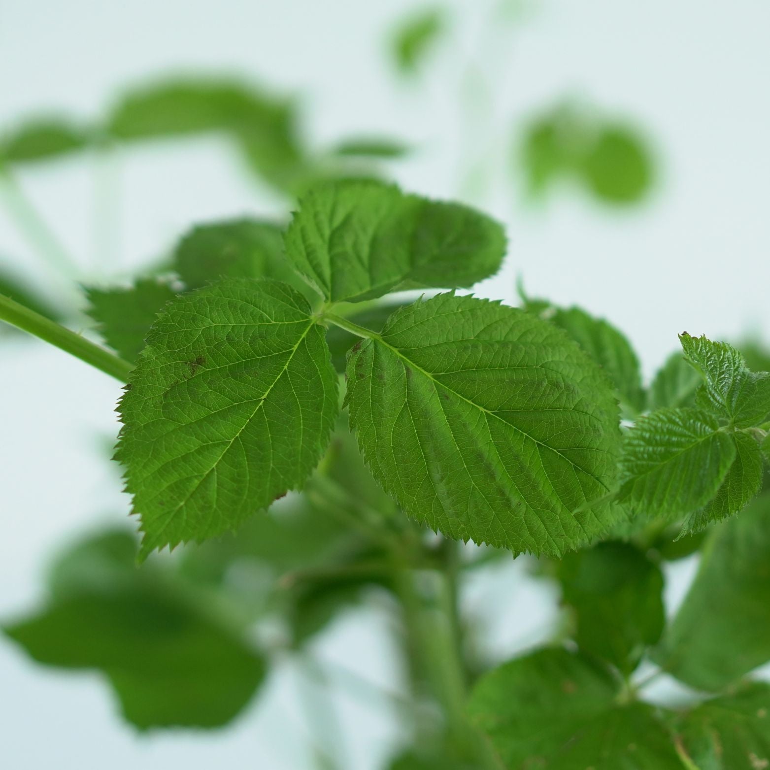 RUBUS FRUTICOSUS 'Thornfree' Jeżyna bezkolcowa
