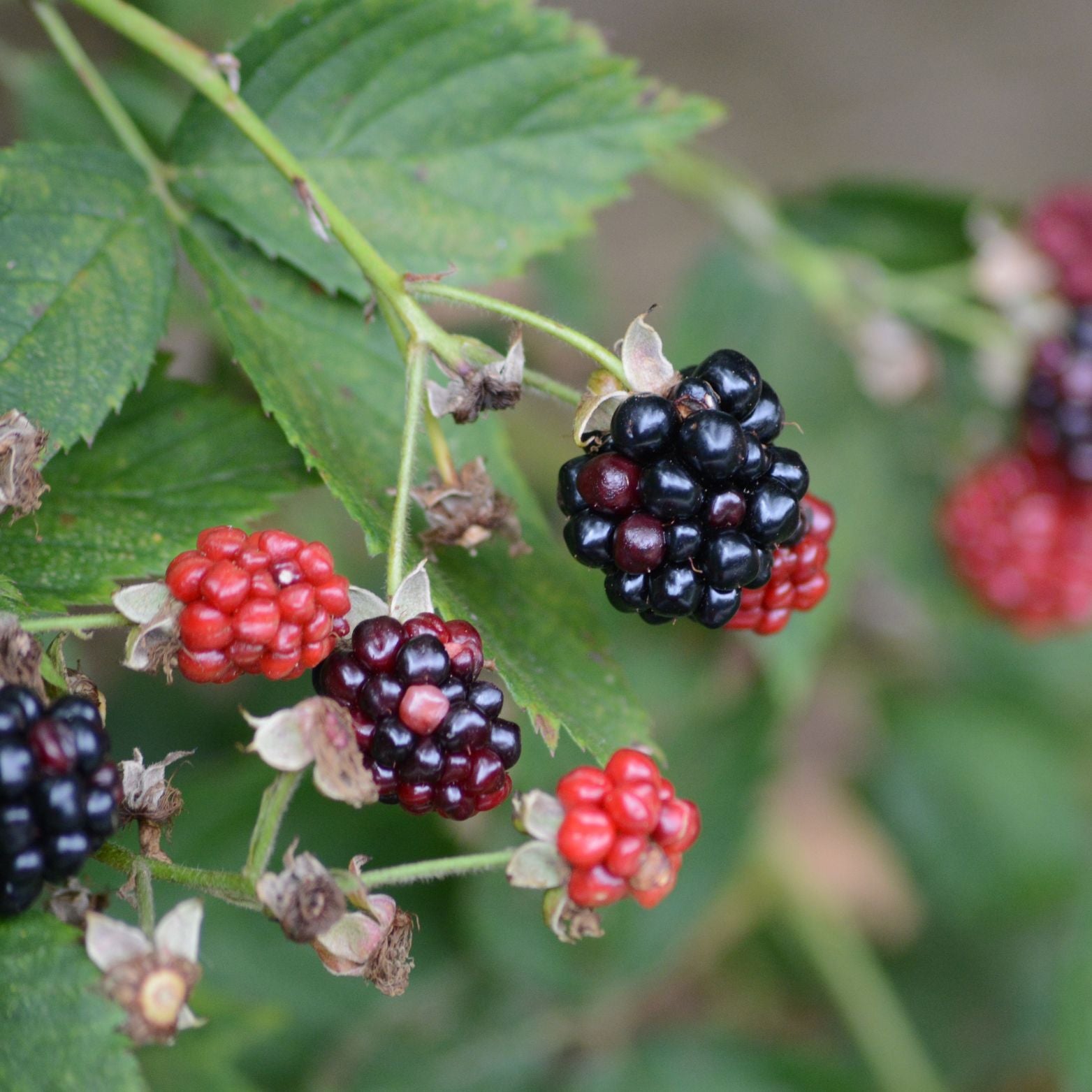 RUBUS FRUTICOSUS 'Thornfree' Jeżyna bezkolcowa