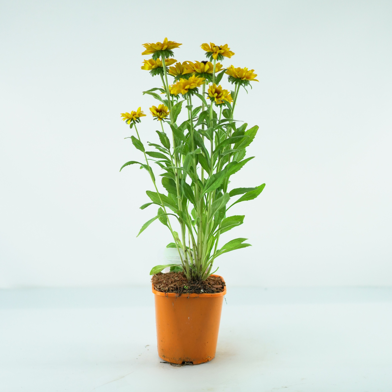 Rudbeckia LITTLEBECKIA® 'Pirouette'