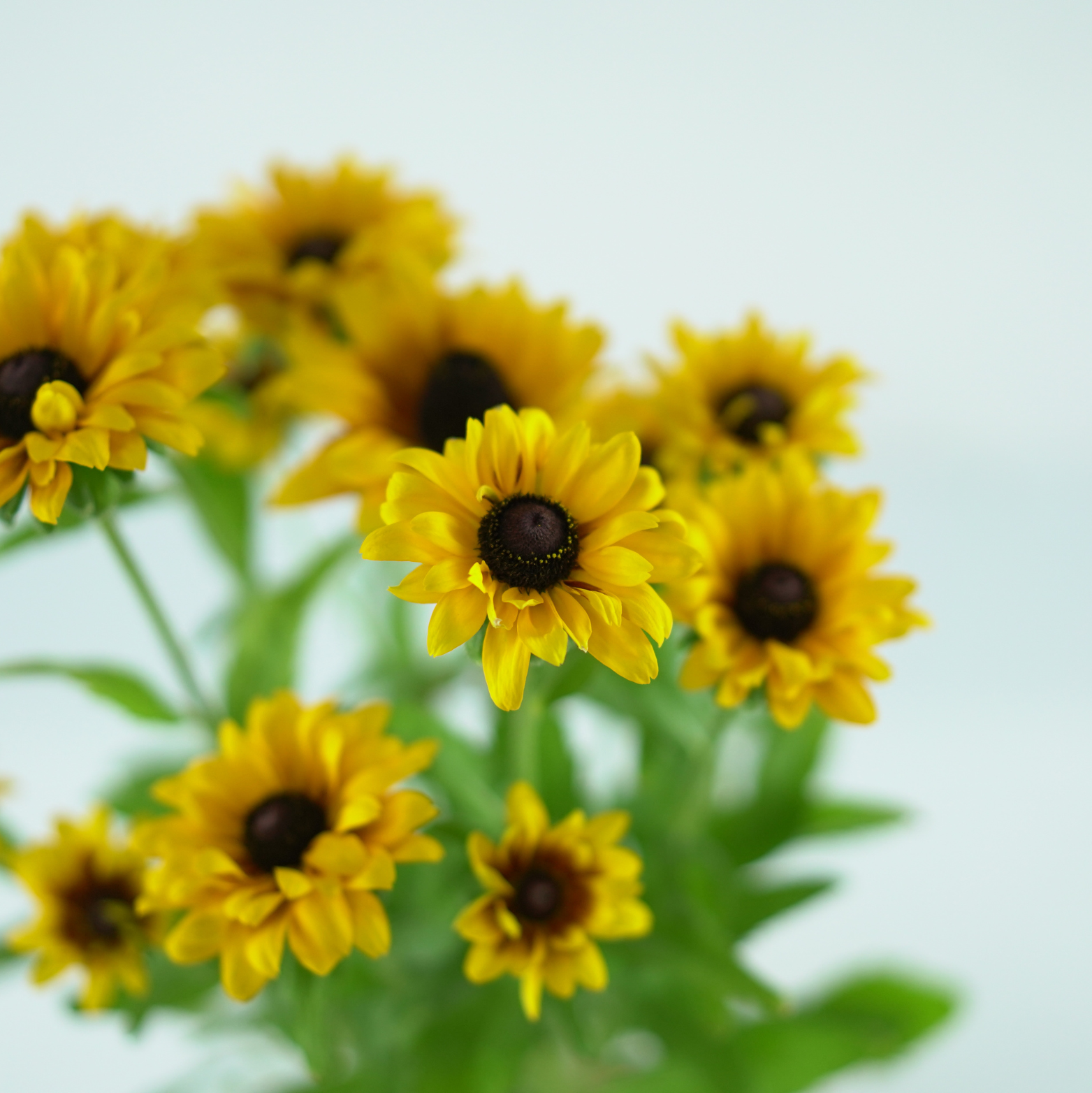 Rudbeckia LITTLEBECKIA® 'Pirouette'