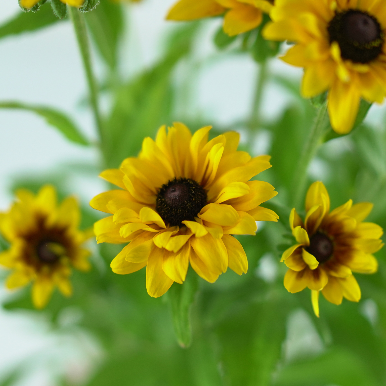 Rudbeckia LITTLEBECKIA® 'Pirouette'
