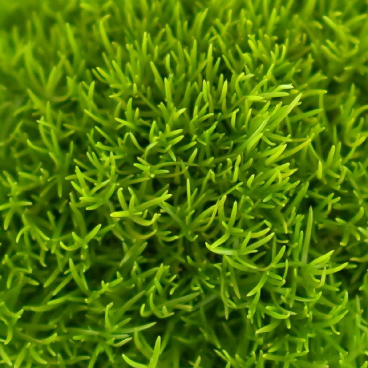 SAGINA SUBULATA 'Aurea' Karmnik ościsty