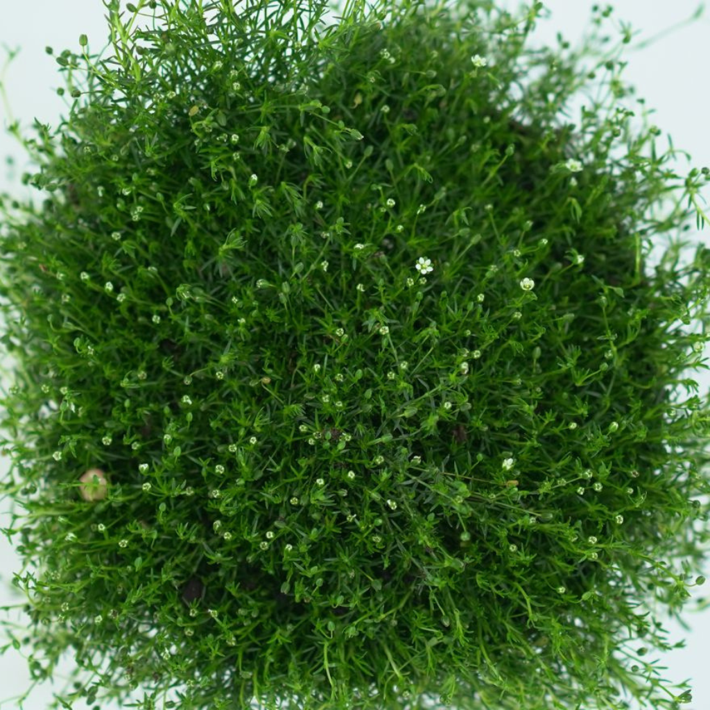 SAGINA SUBULATA 'GREEN MOSS' Karmnik ościsty