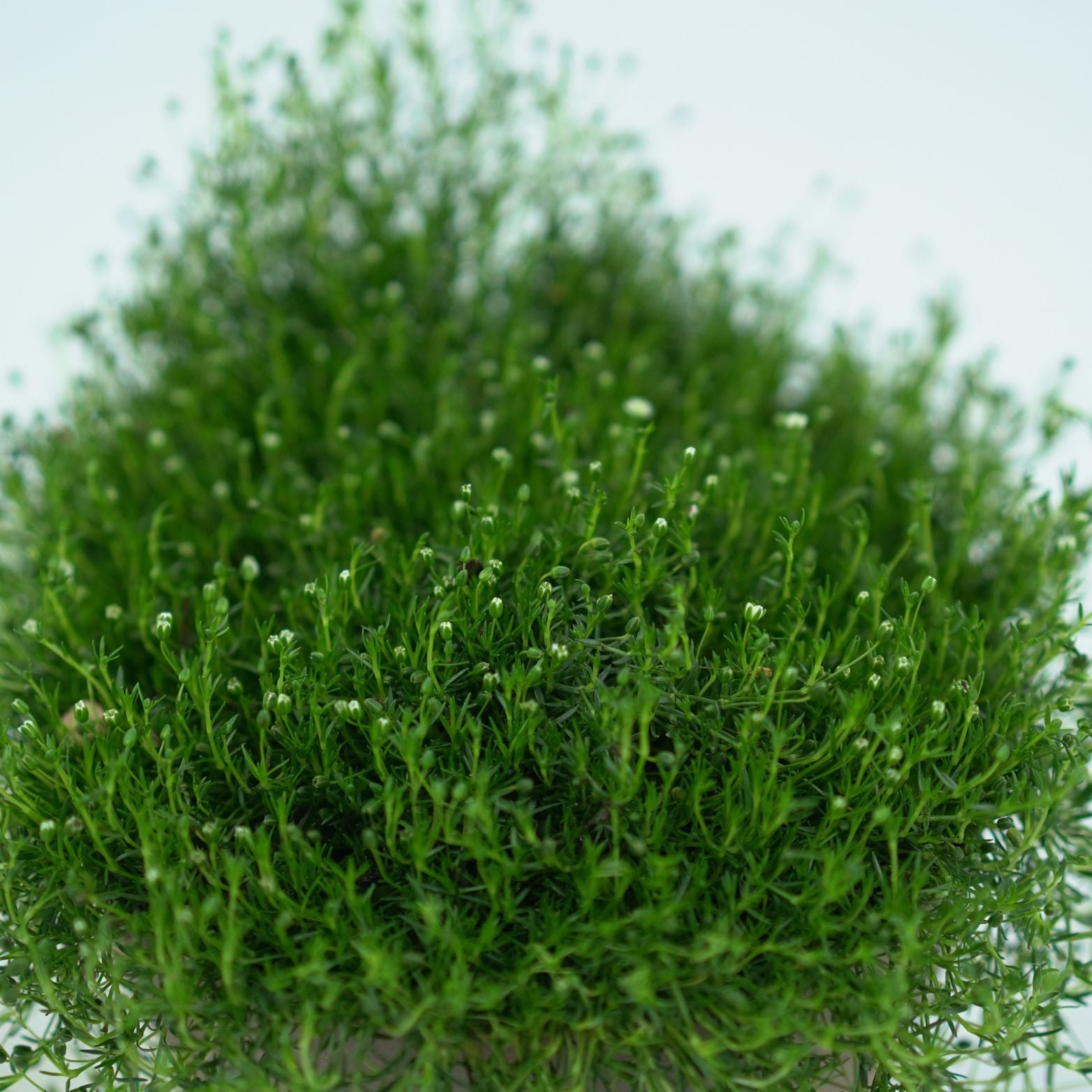 SAGINA SUBULATA 'GREEN MOSS' Karmnik ościsty