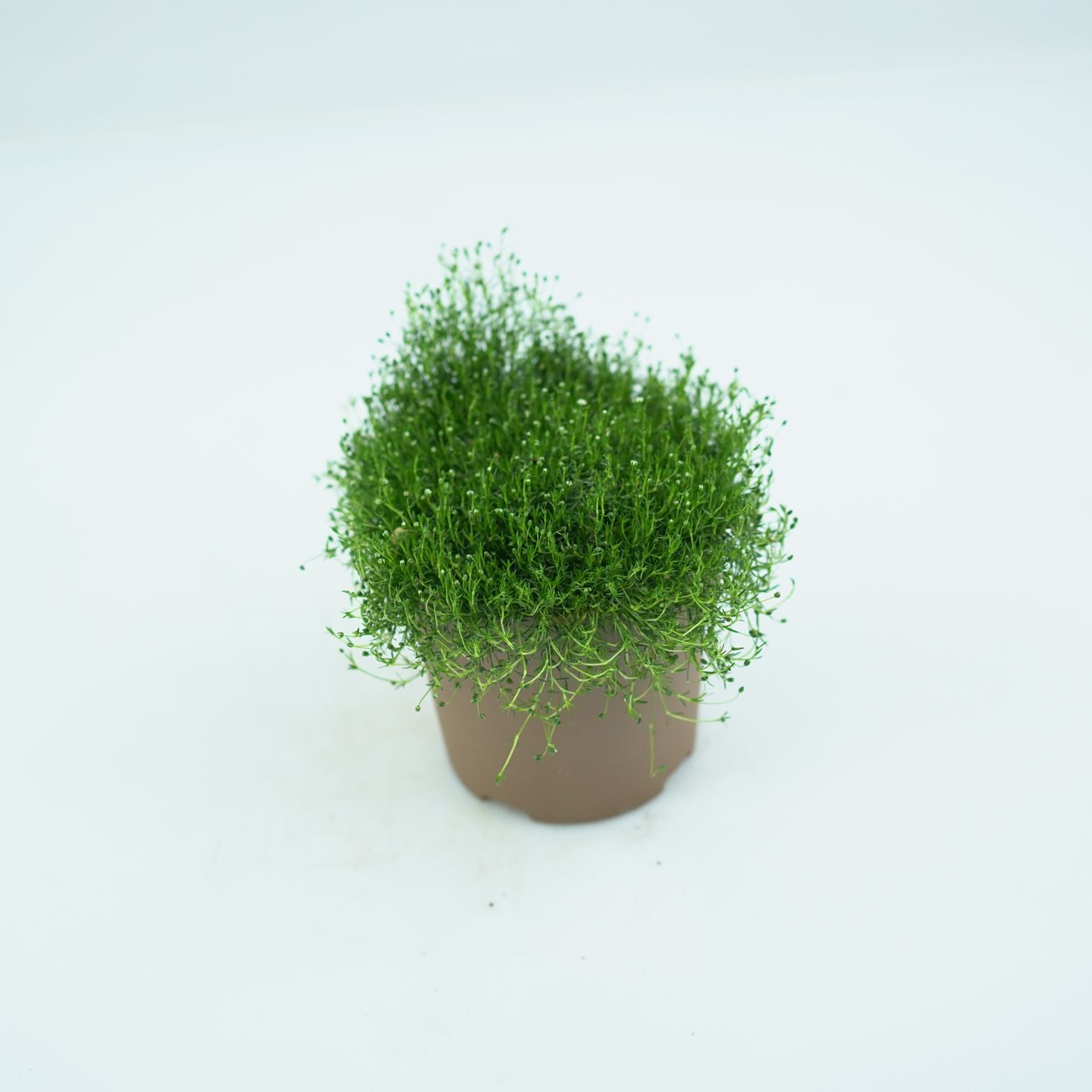 SAGINA SUBULATA 'GREEN MOSS' Karmnik ościsty