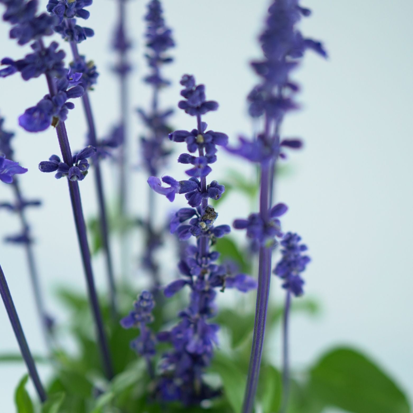 SALVIA FARINACEA 'Sallyfun deep Ocean' Szałwia omączona