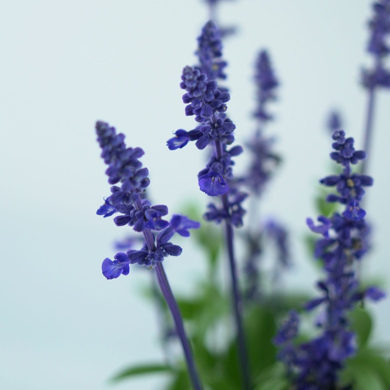 SALVIA FARINACEA 'Sallyfun deep Ocean' Szałwia omączona