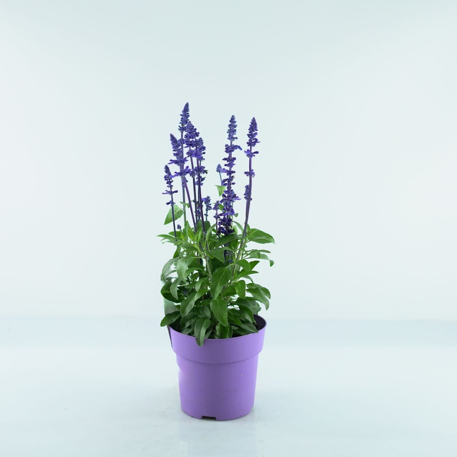 SALVIA FARINACEA 'Sallyfun deep Ocean' Szałwia omączona
