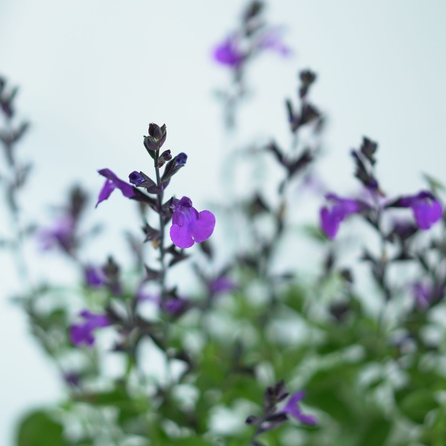 SALVIA GREGGII 'Mirage' Szałwia