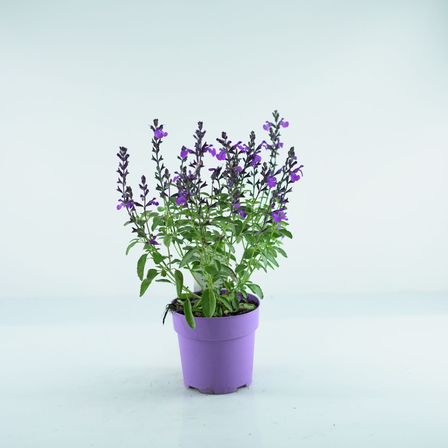 SALVIA GREGGII 'Mirage' Szałwia