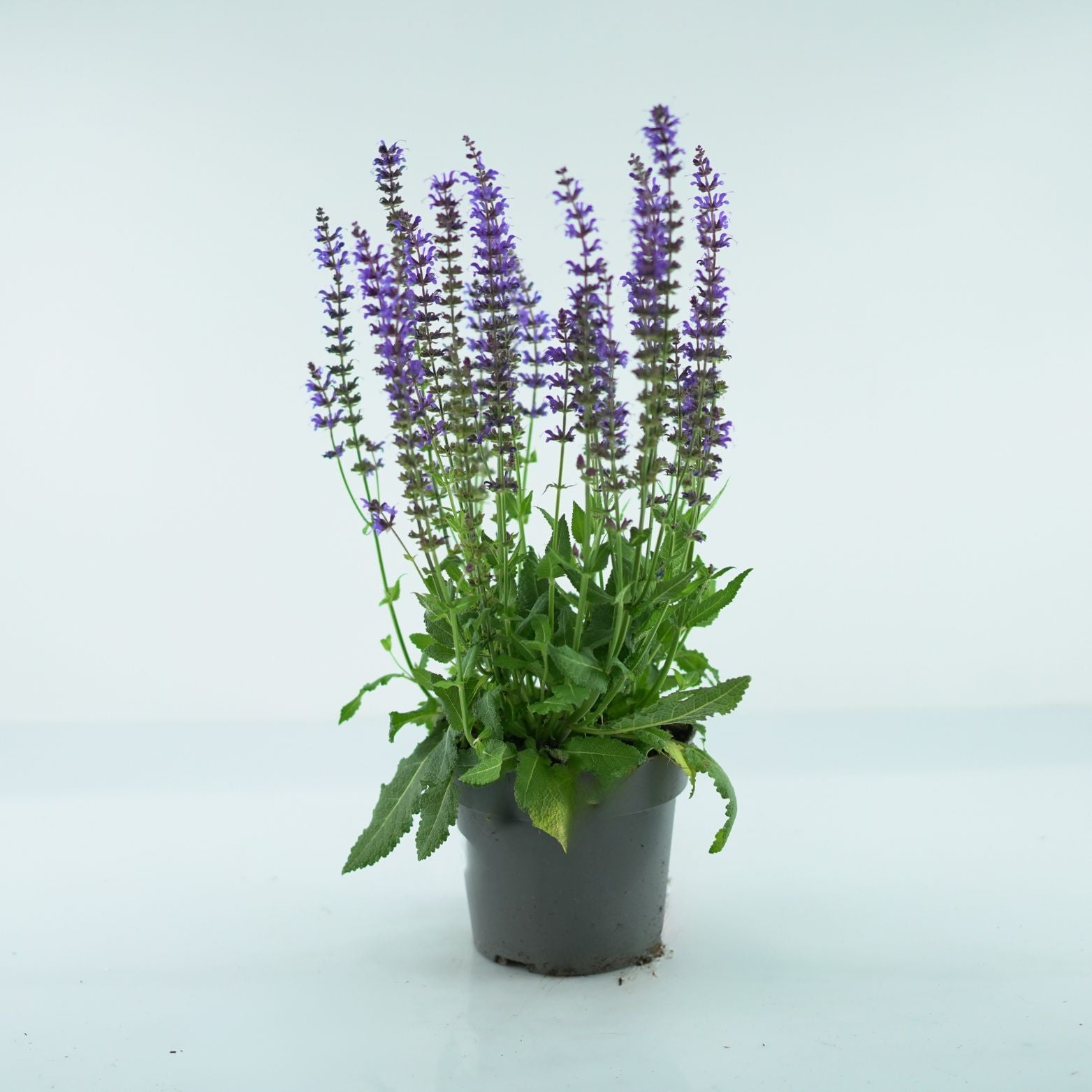 SALVIA NEMOROSA 'Mainacht' Szałwia omszona