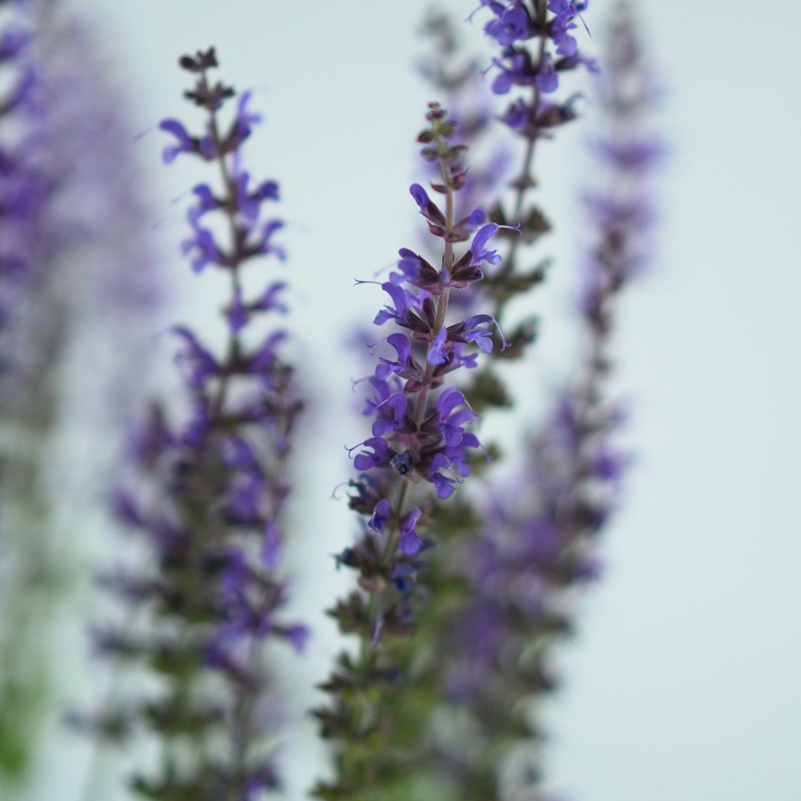 SALVIA NEMOROSA 'Mainacht' Szałwia omszona