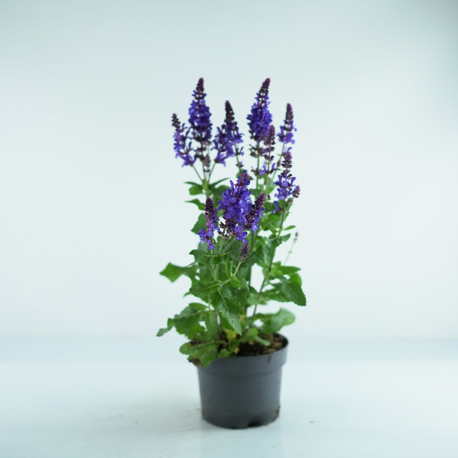 SALVIA NEMOROSA 'Marvel Blue' Szałwia omszona