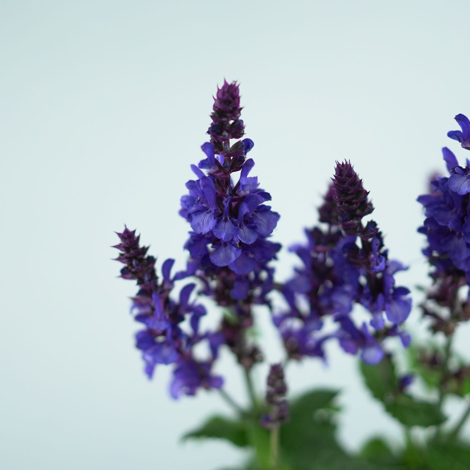 SALVIA NEMOROSA 'Marvel Blue' Szałwia omszona