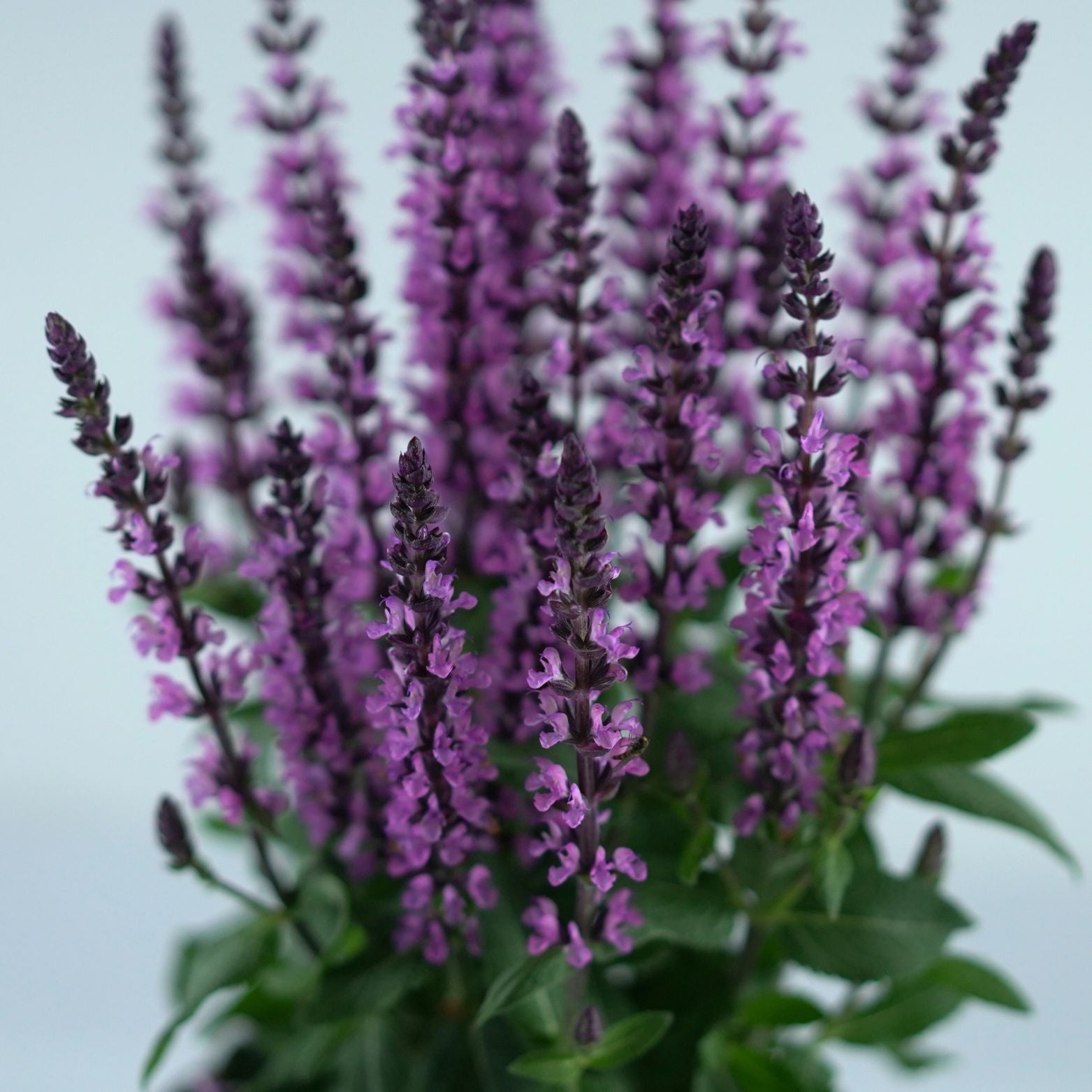 SALVIA NEMOROSA 'Midnight Purple' Szałwia omszona