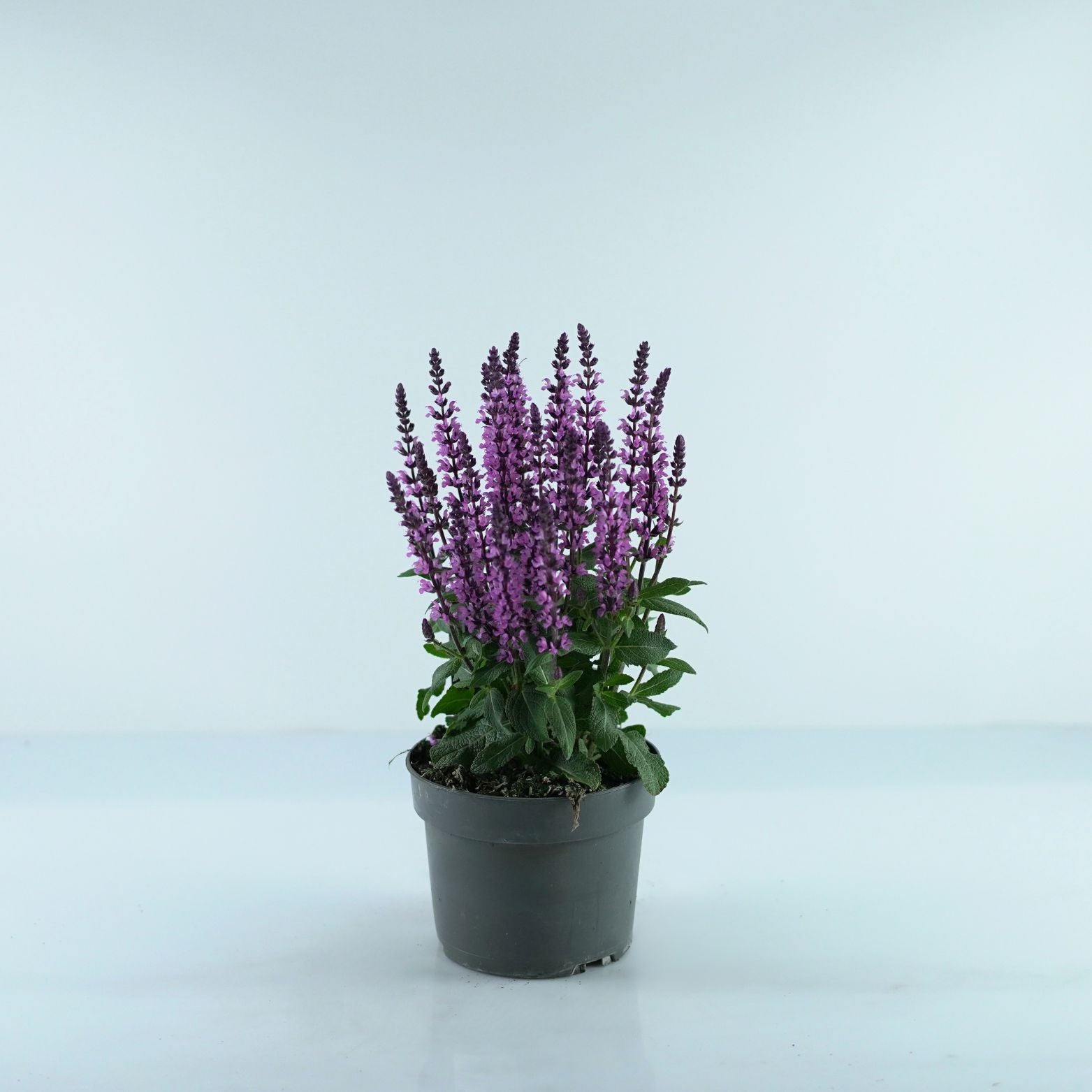 SALVIA NEMOROSA 'Midnight Purple' Szałwia omszona