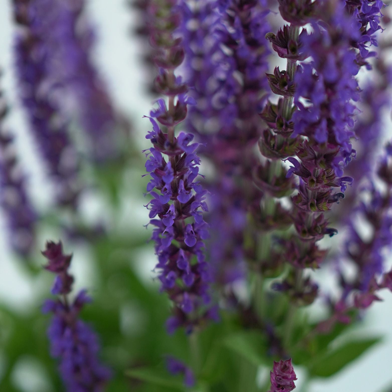 SALVIA NEMOROSA 'Ostfriesland' Szałwia omszona