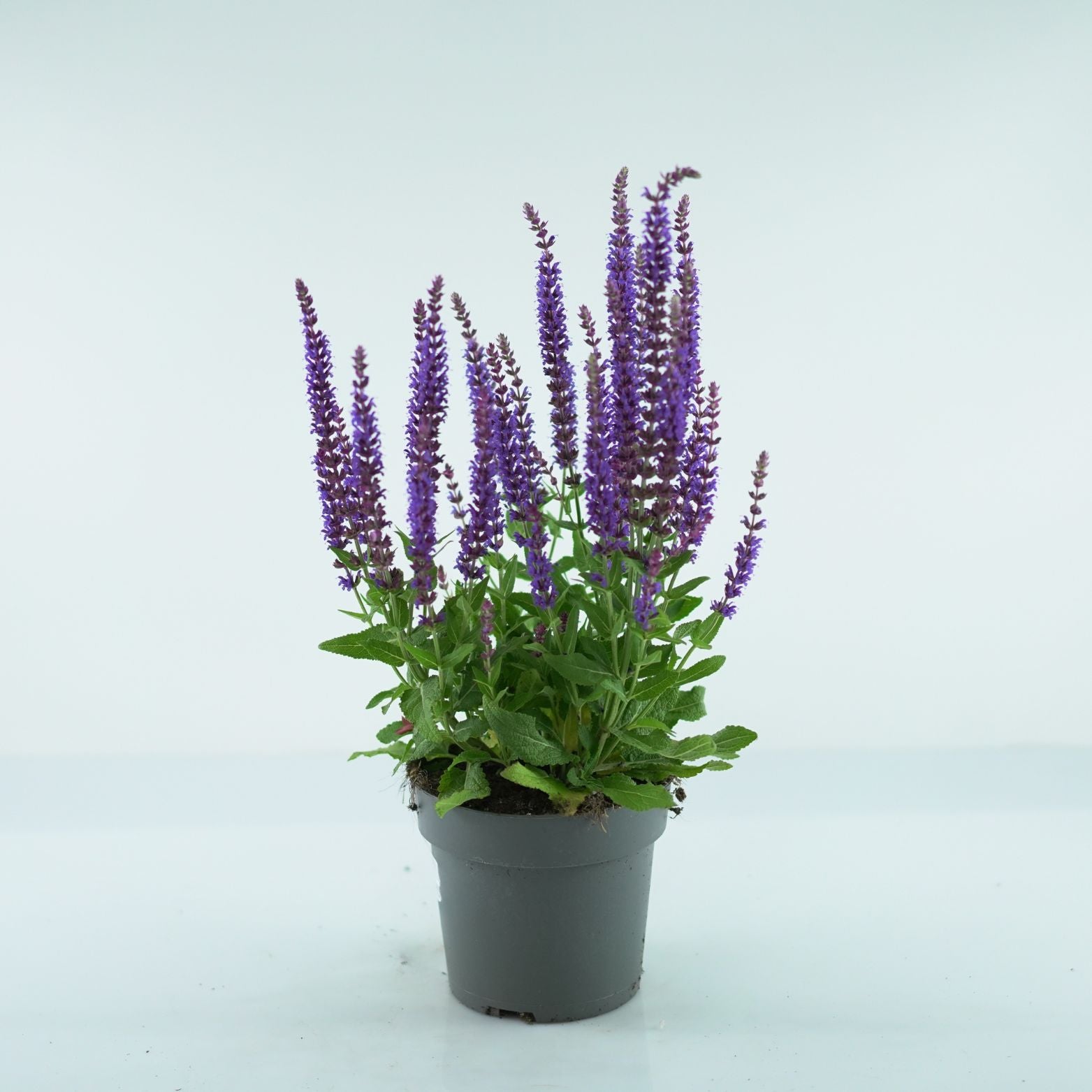 SALVIA NEMOROSA 'Ostfriesland' Szałwia omszona