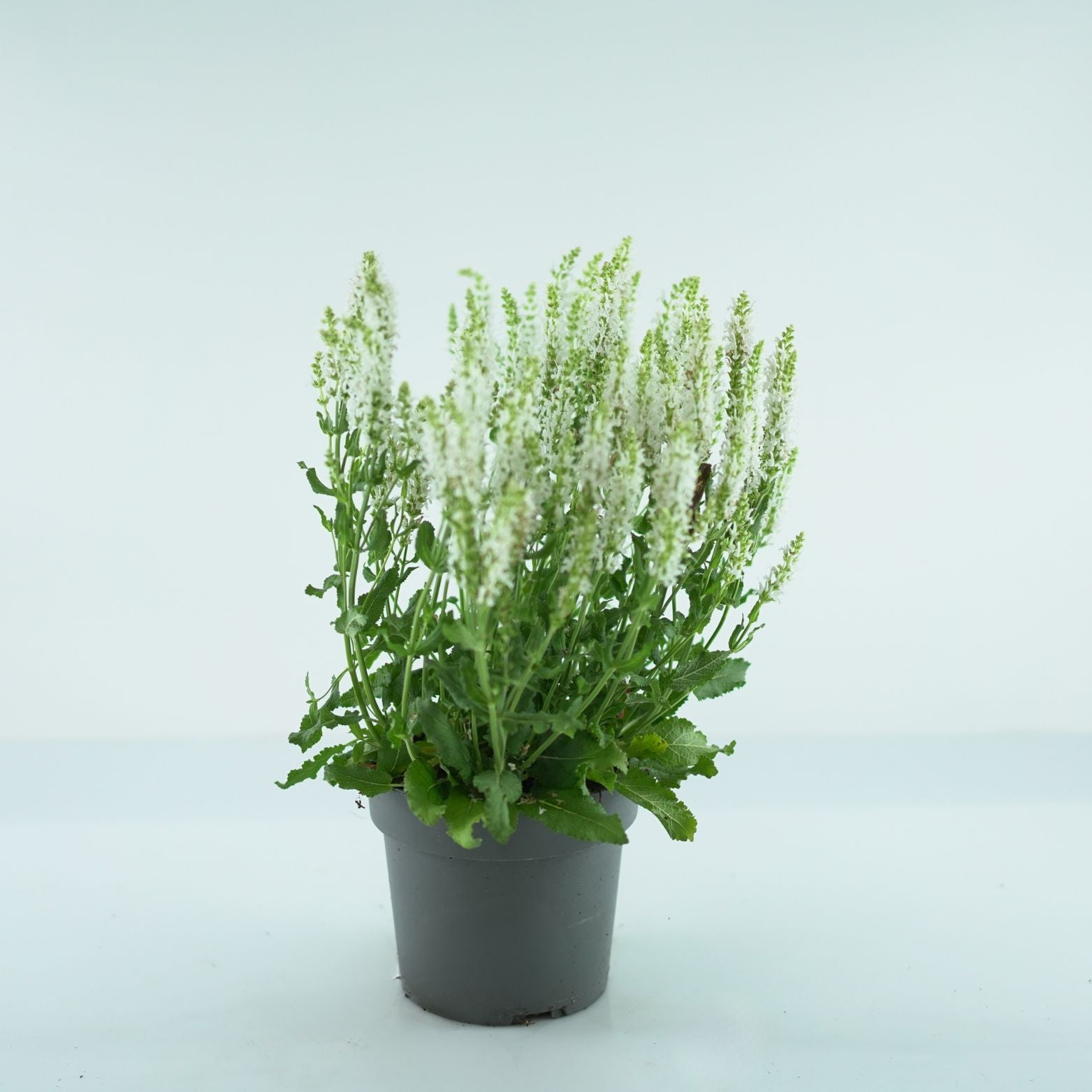SALVIA NEMOROSA 'Schneehugel' Szałwia omszona