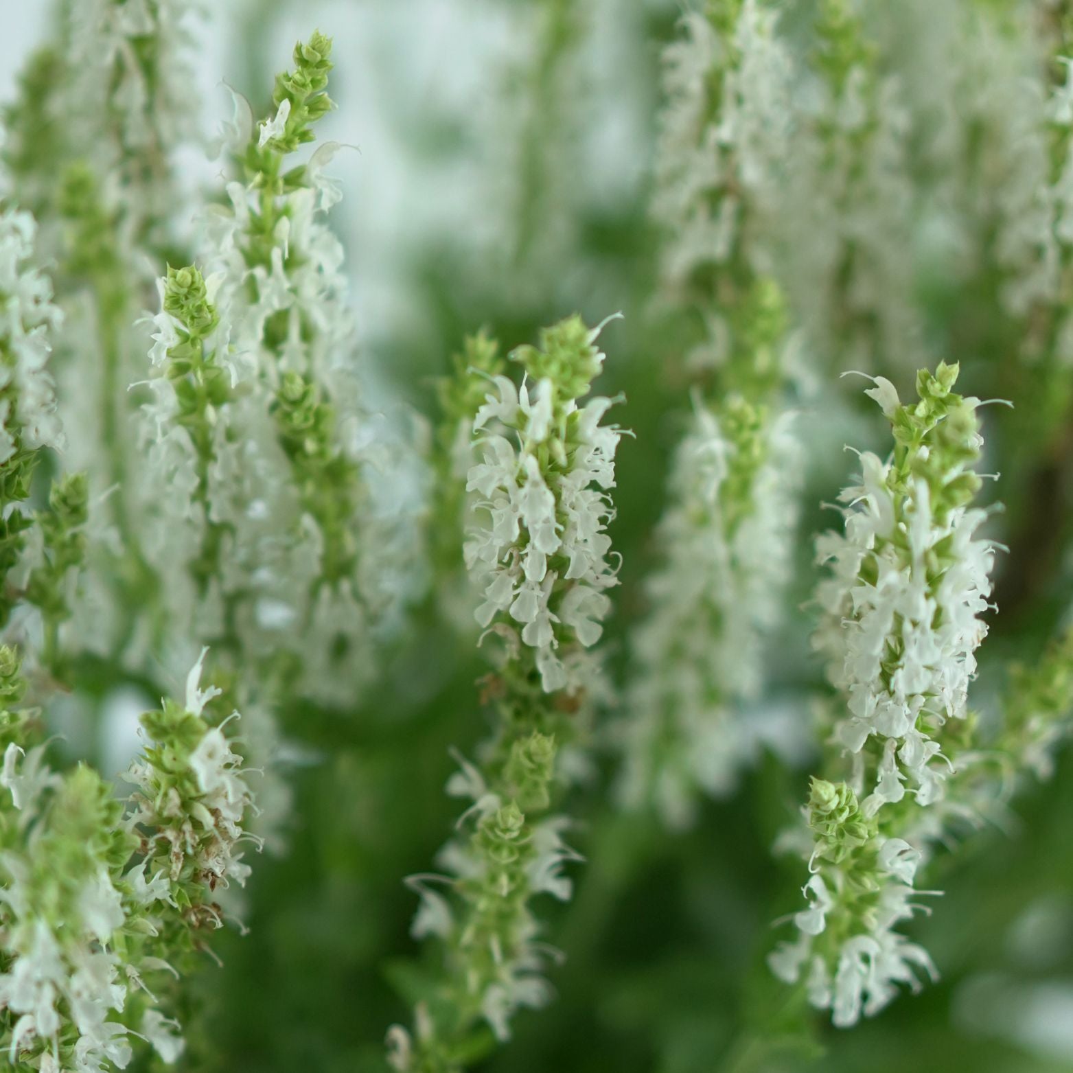SALVIA NEMOROSA 'Schneehugel' Szałwia omszona