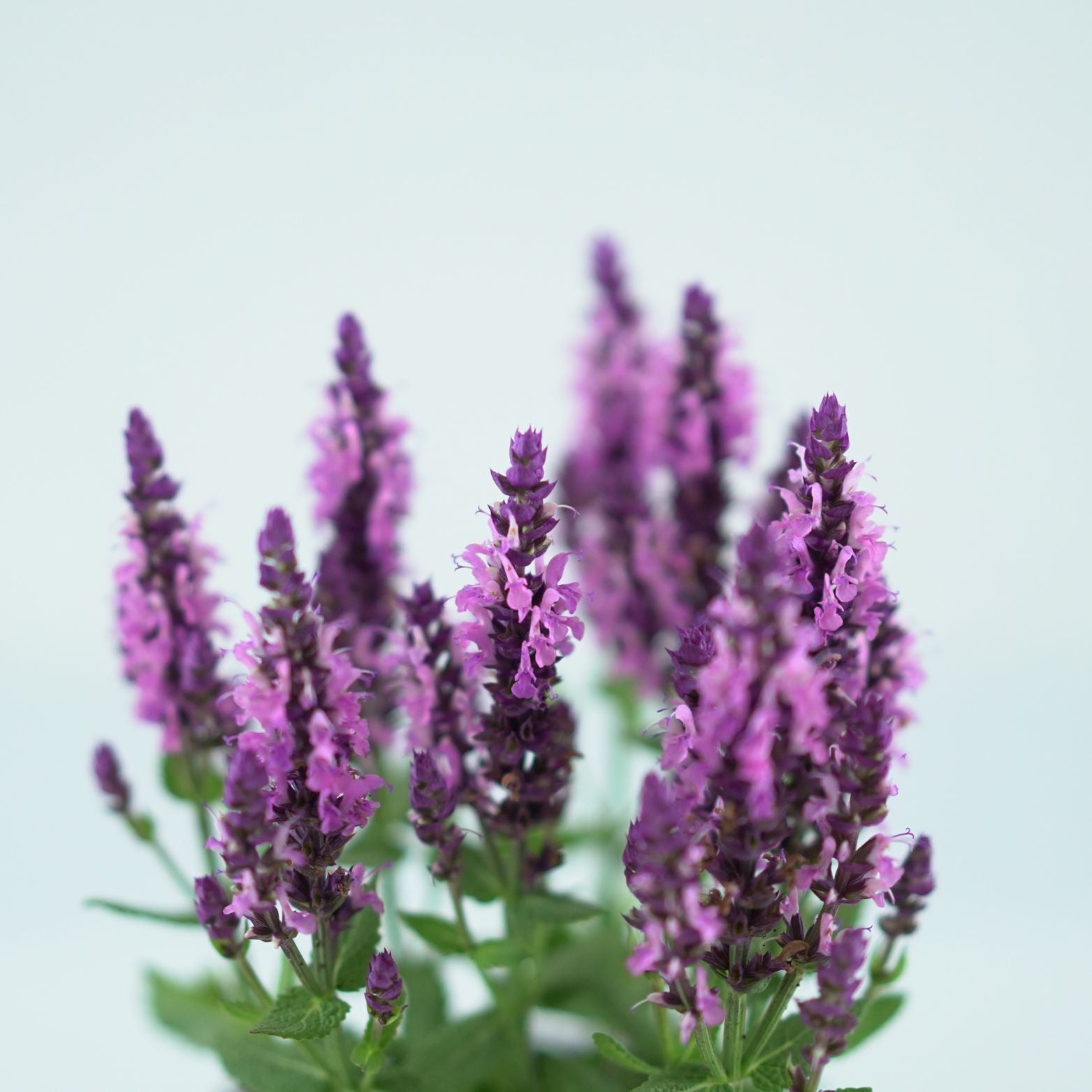 SALVIA NEMOROSA 'Sensation Deep Rose' Szałwia omszona