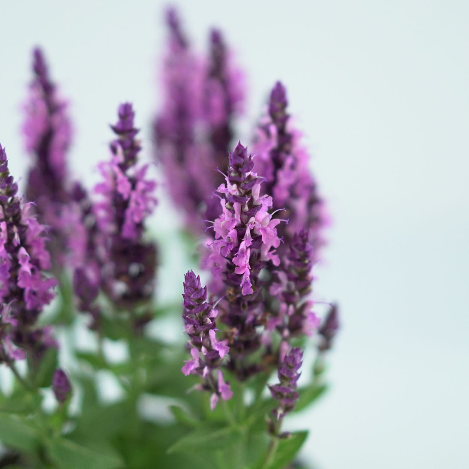 SALVIA NEMOROSA 'Sensation Deep Rose' Szałwia omszona