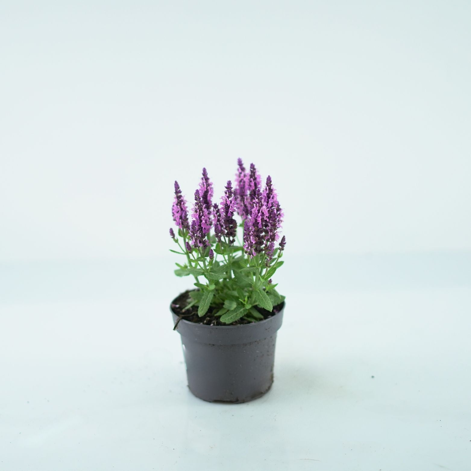 SALVIA NEMOROSA 'Sensation Deep Rose' Szałwia omszona