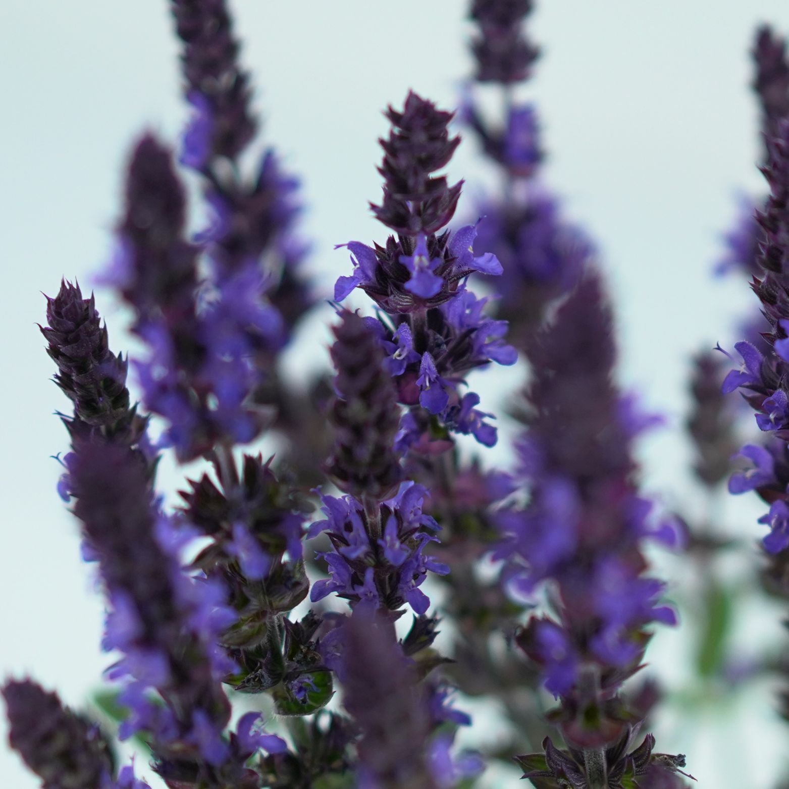 SALVIA NEMOROSA Szałwia omszona