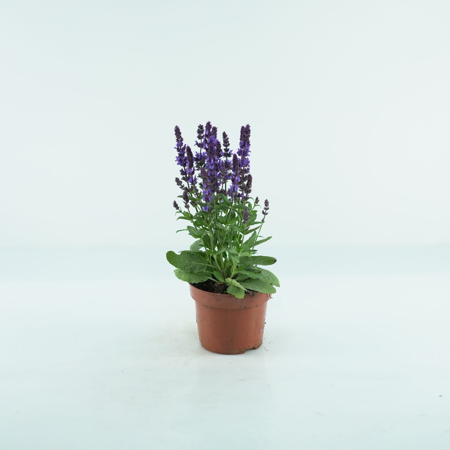SALVIA NEMOROSA Szałwia omszona