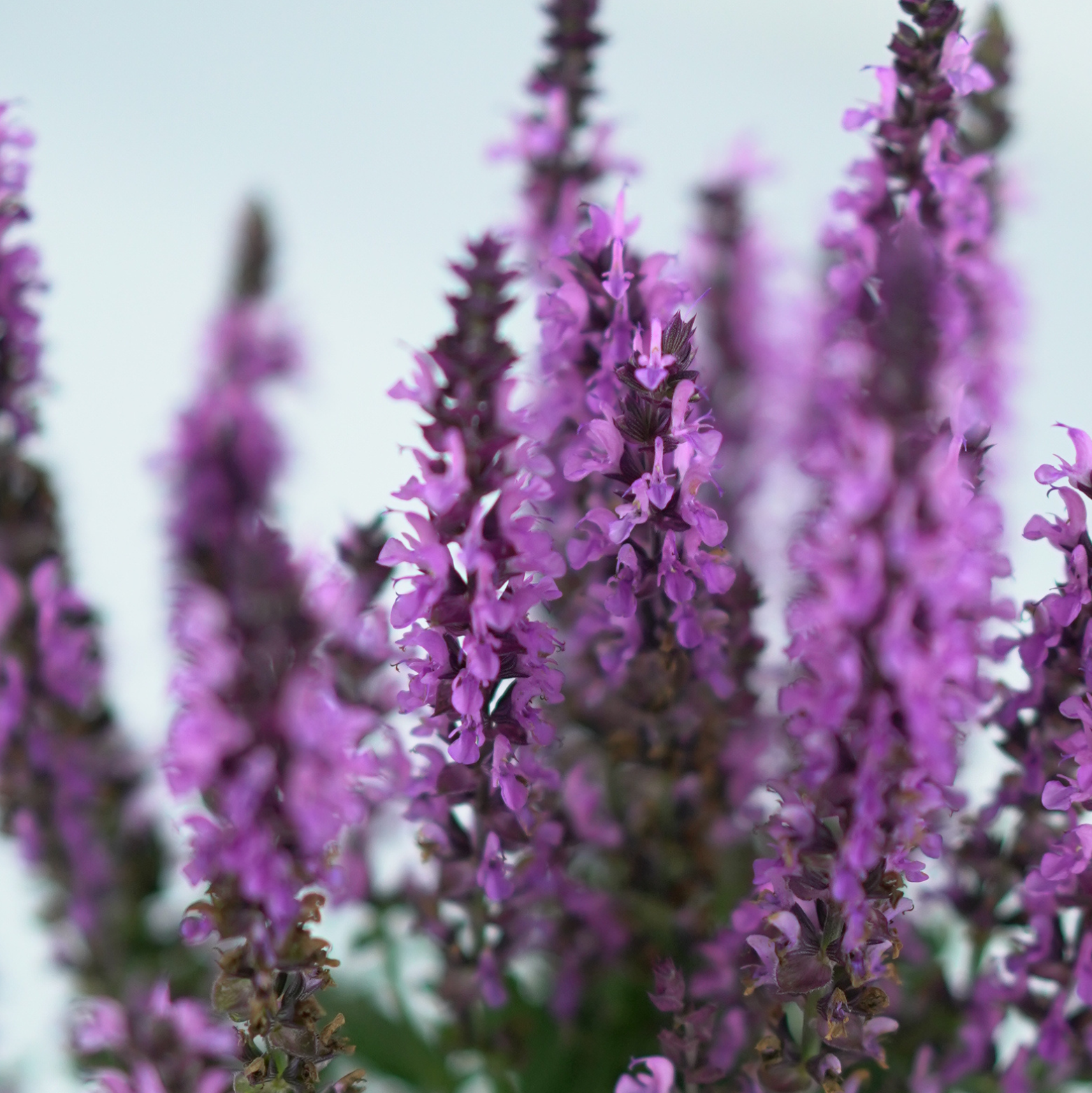 SALVIA NEMOROSA 'Pink Rianne' Szałwia omszona