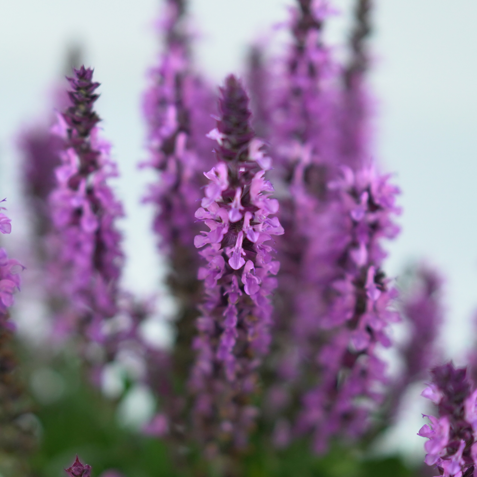 SALVIA NEMOROSA 'Pink Rianne' Szałwia omszona
