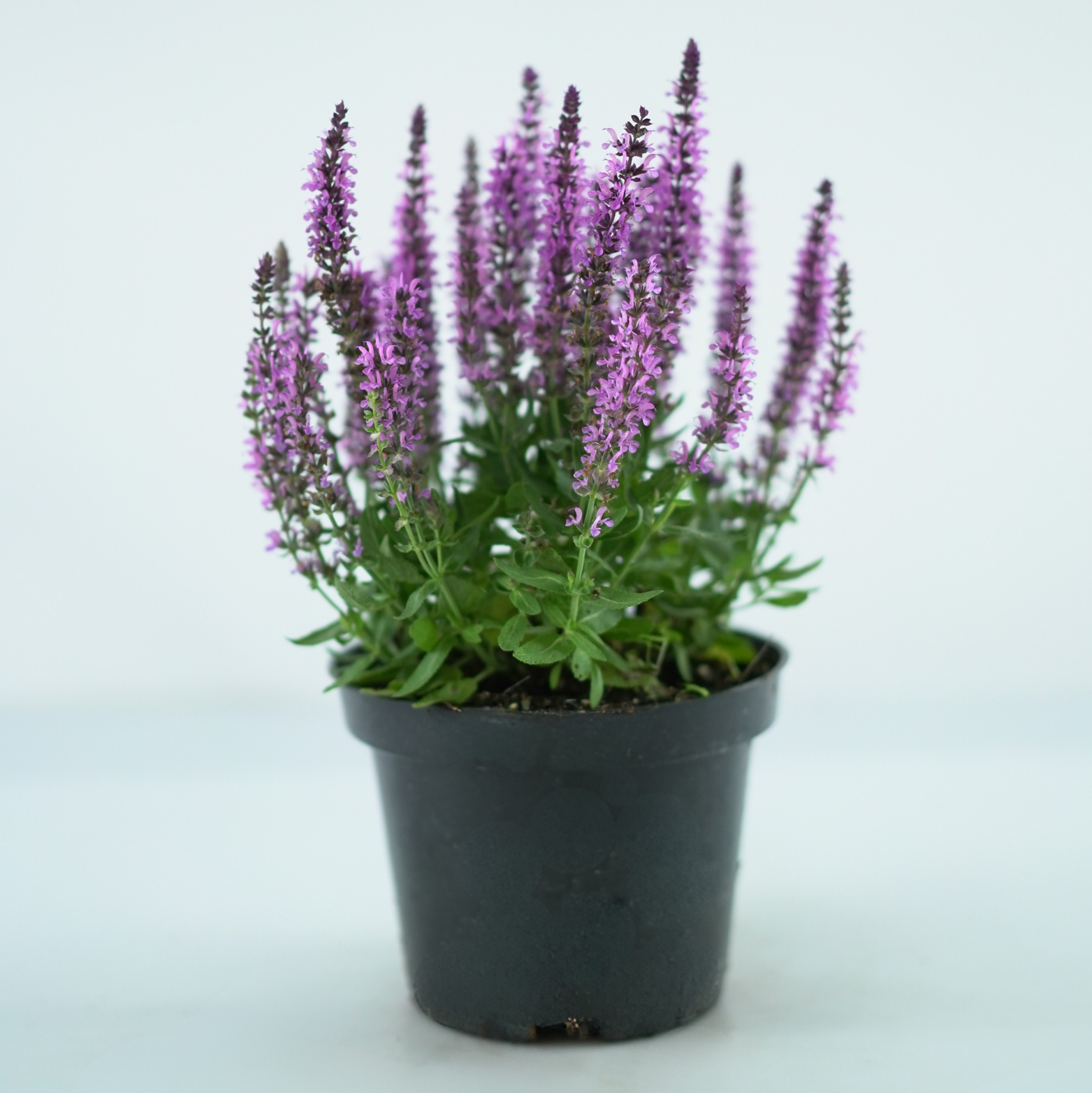 SALVIA NEMOROSA 'Pink Rianne' Szałwia omszona