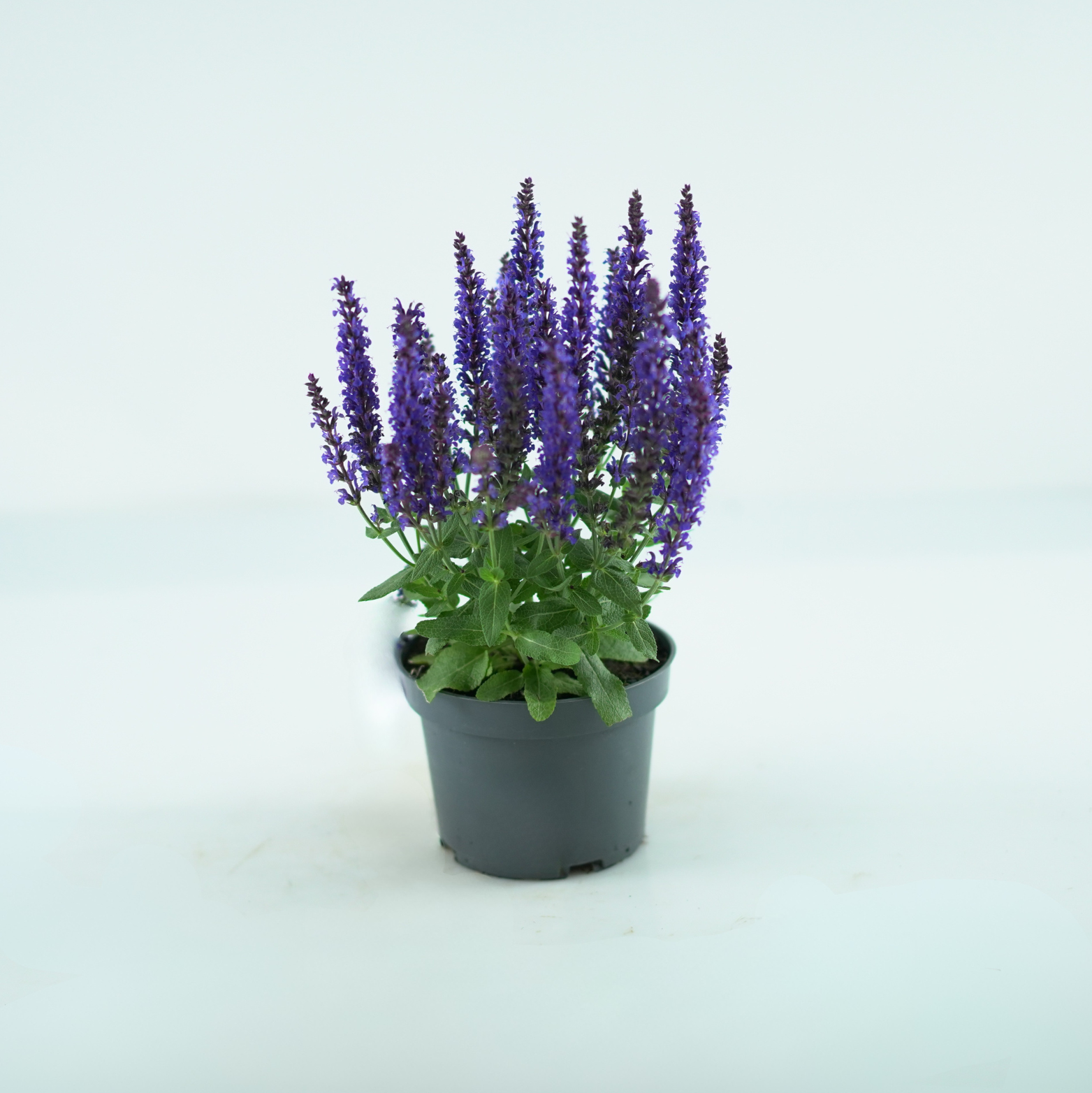 SALVIA NEMOROSA 'BLUE' Szałwia omszona