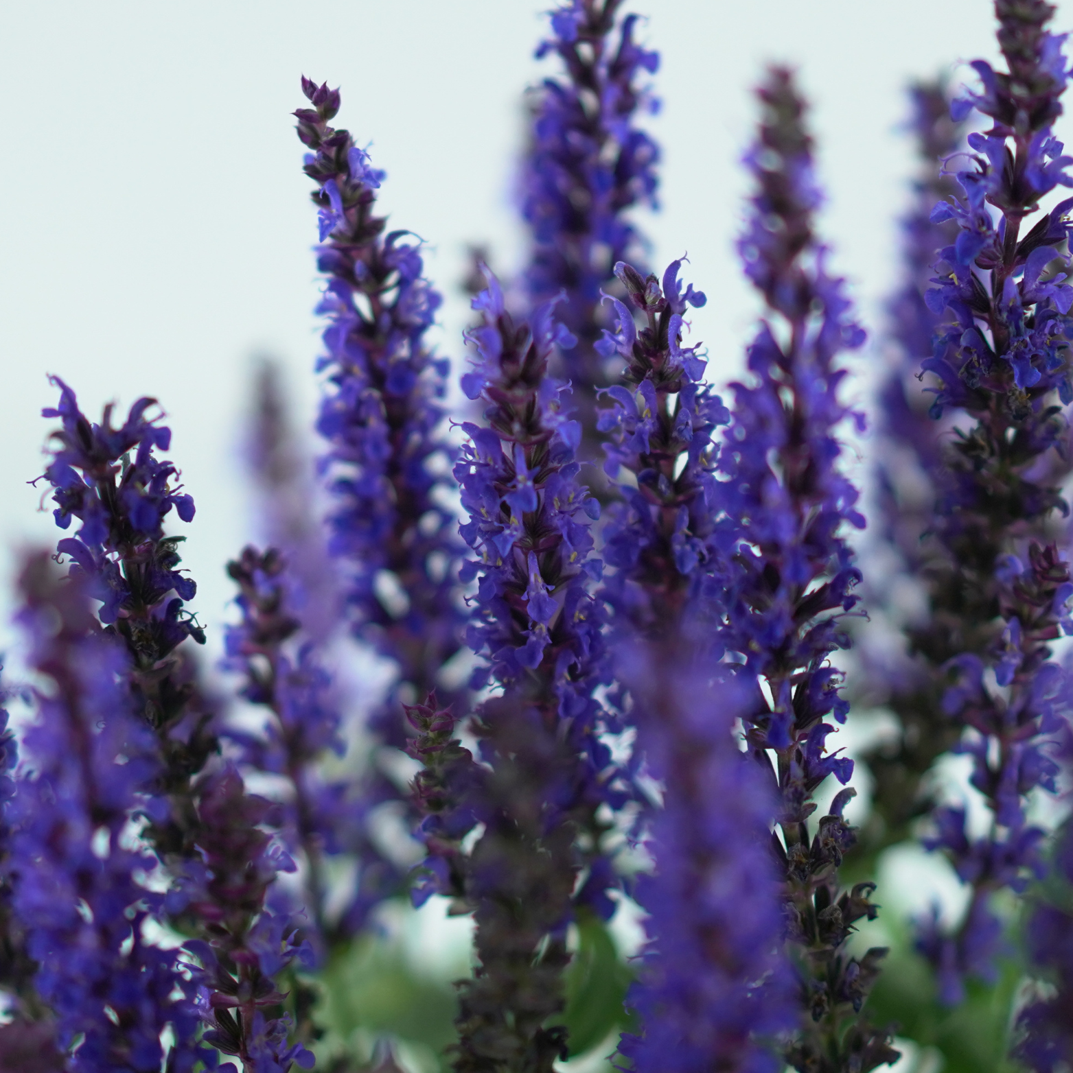 SALVIA NEMOROSA 'BLUE' Szałwia omszona