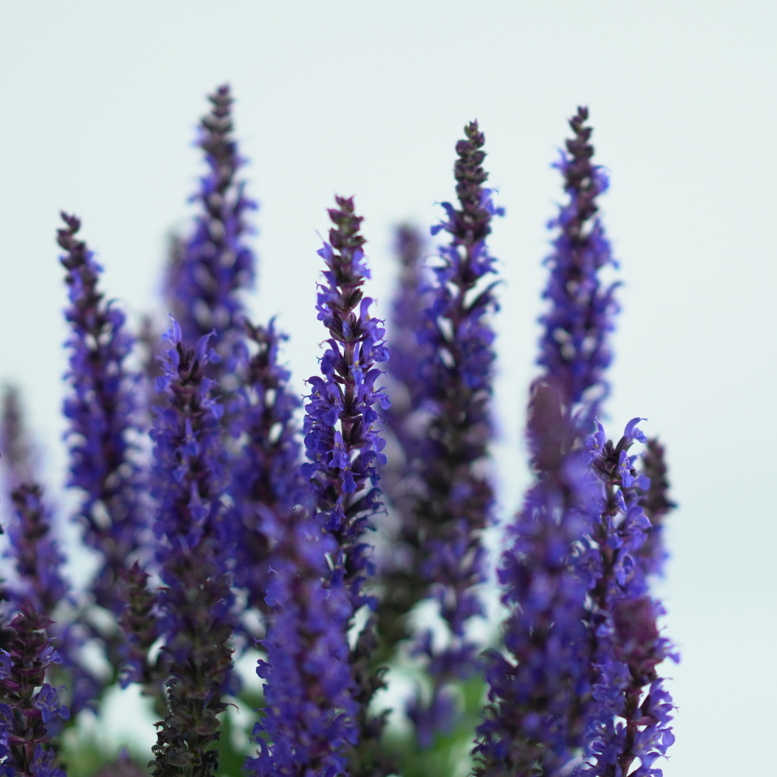 SALVIA NEMOROSA 'BLUE' Szałwia omszona