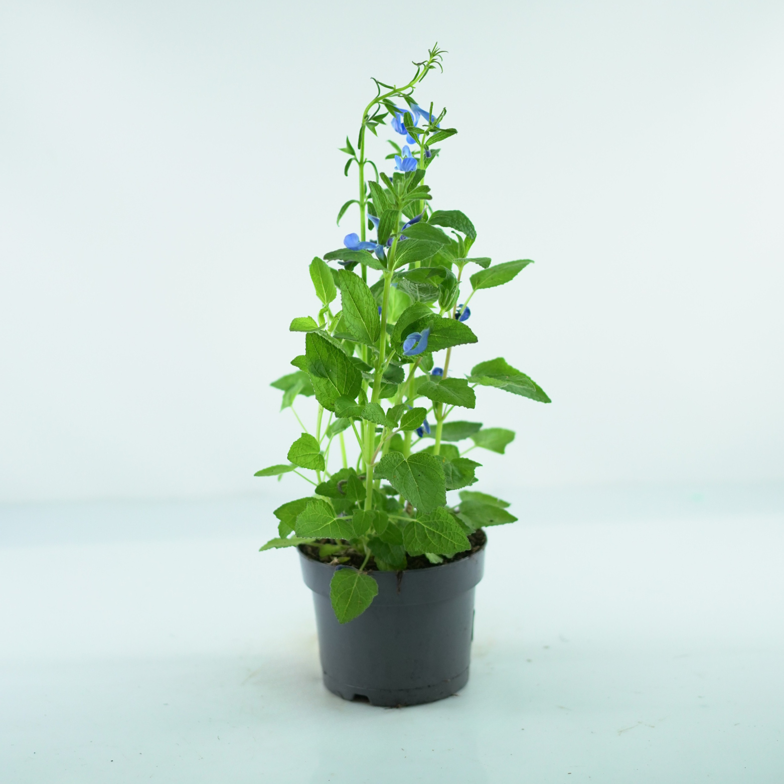 SALVIA PATENS 'DARK BLUE' Szałwia