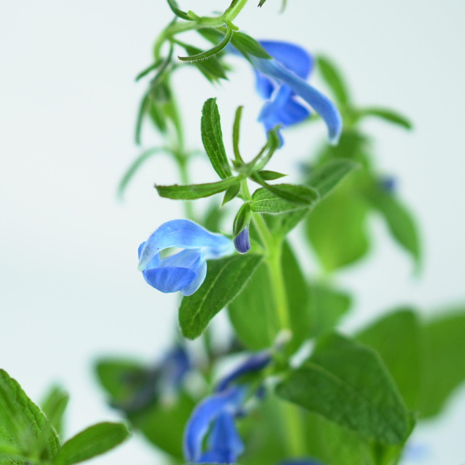 SALVIA PATENS 'DARK BLUE' Szałwia