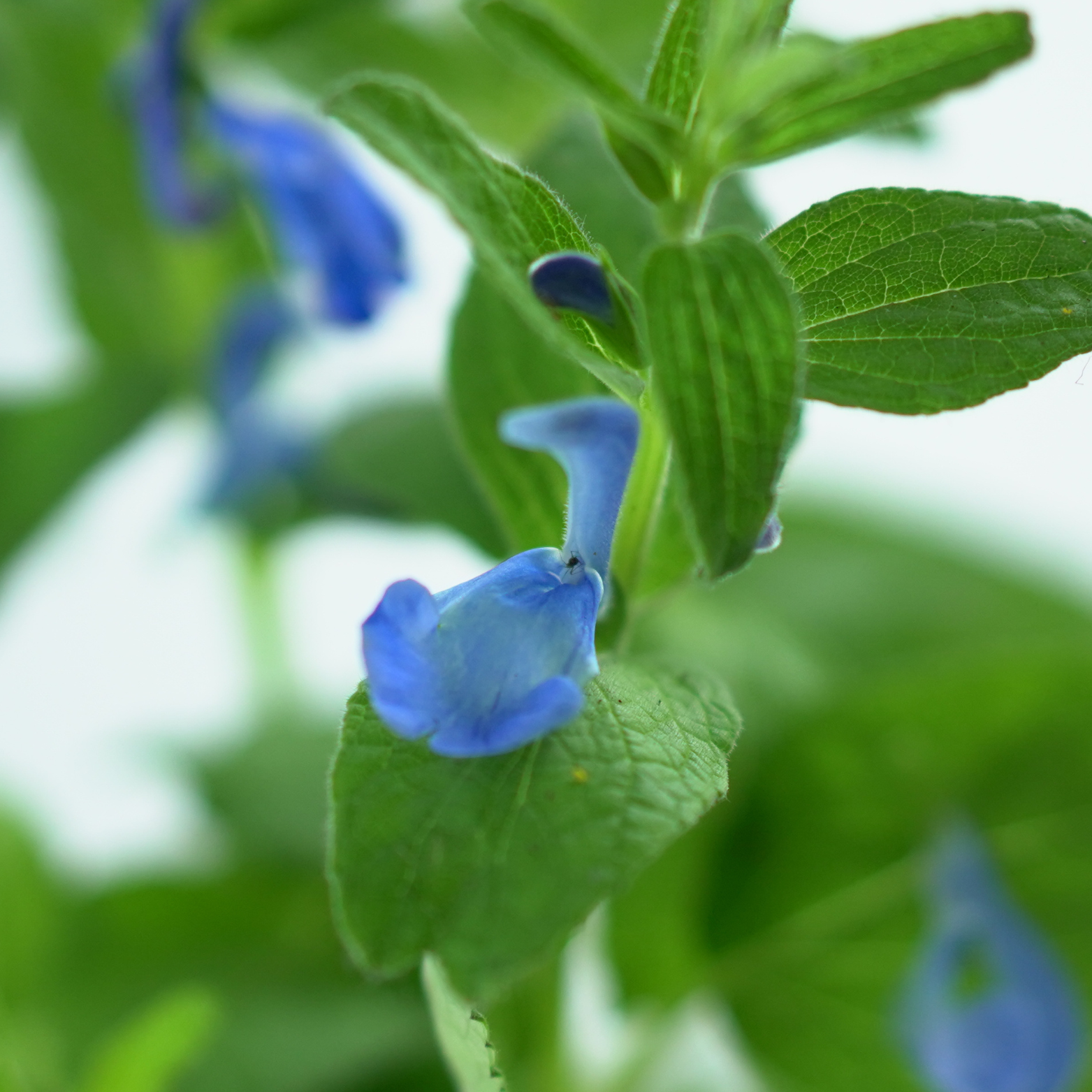 SALVIA PATENS 'DARK BLUE' Szałwia