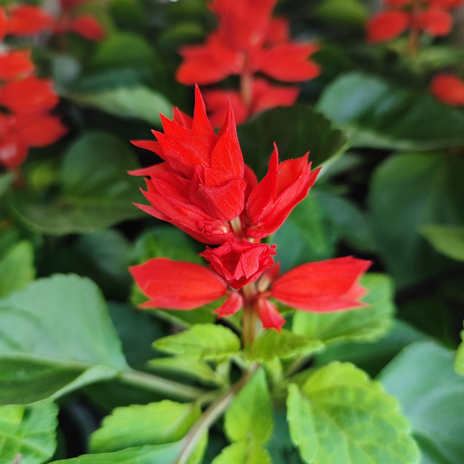 SALVIA SPLENDENS Szałwia błyszcząca
