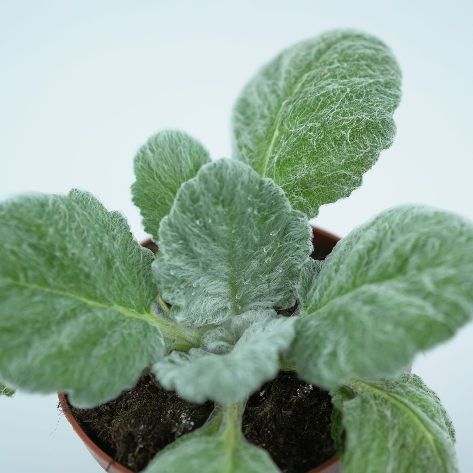 SALVIA ARGENTEA Szałwia srebrzysta
