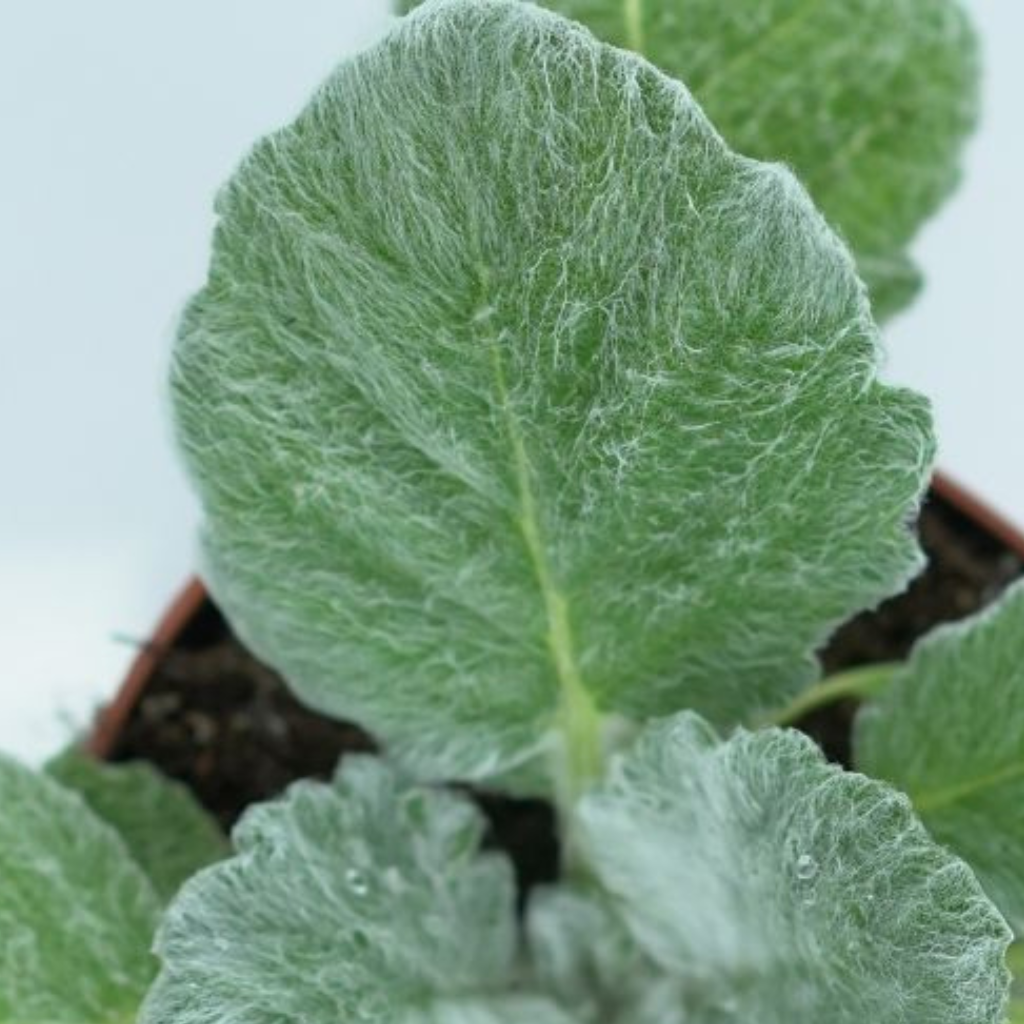 SALVIA ARGENTEA Szałwia srebrzysta