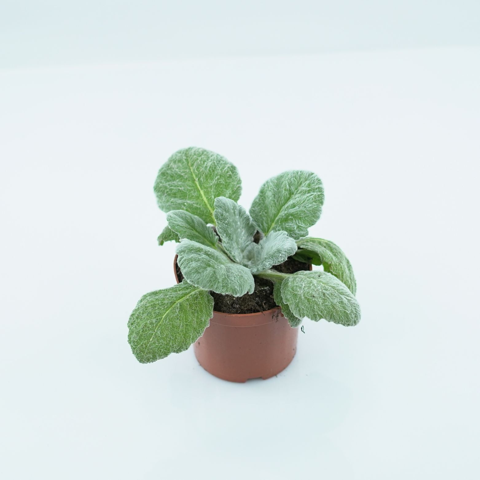 SALVIA ARGENTEA Szałwia srebrzysta