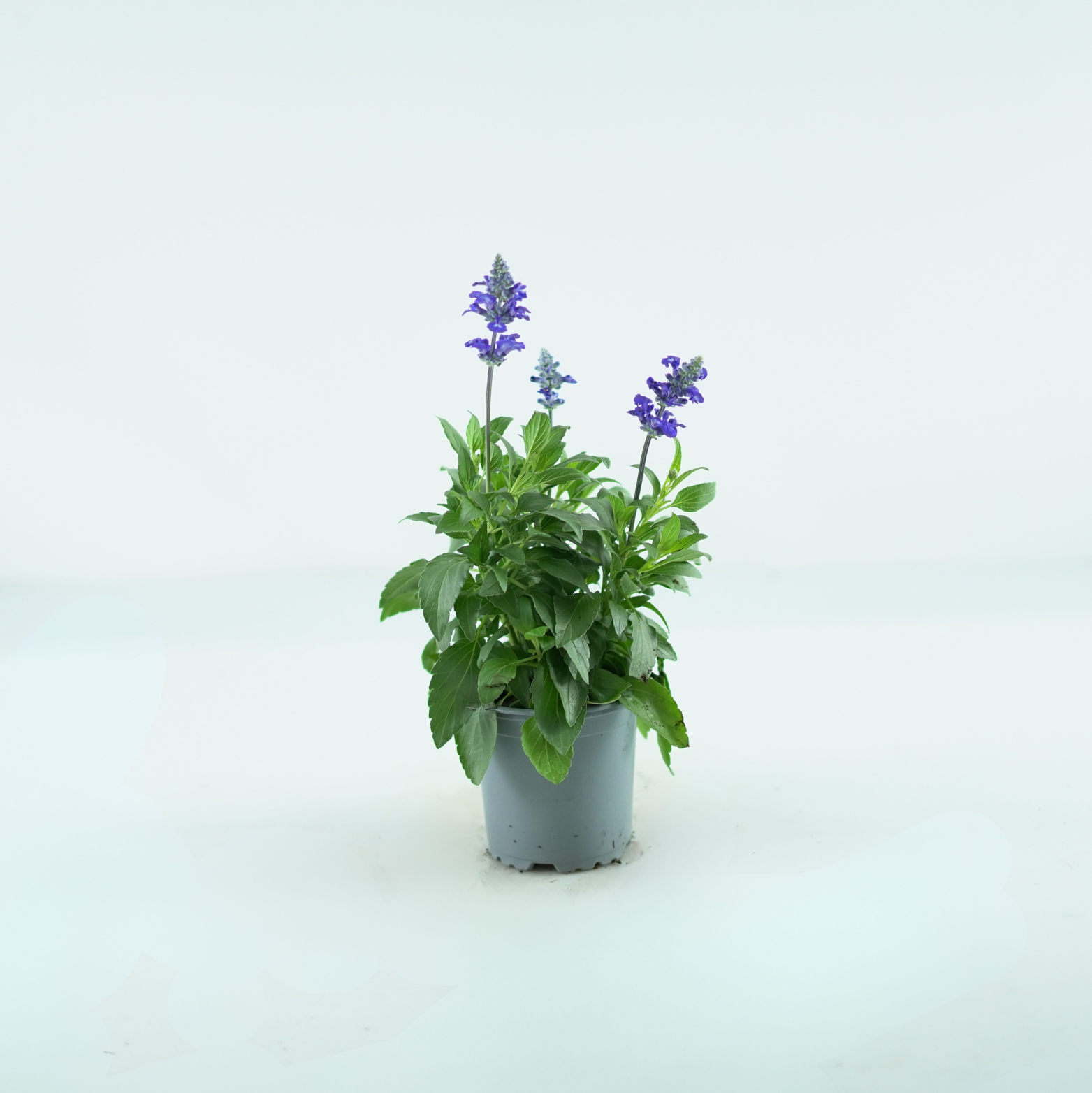 SALVIA FARINACEA Szałwia omączona