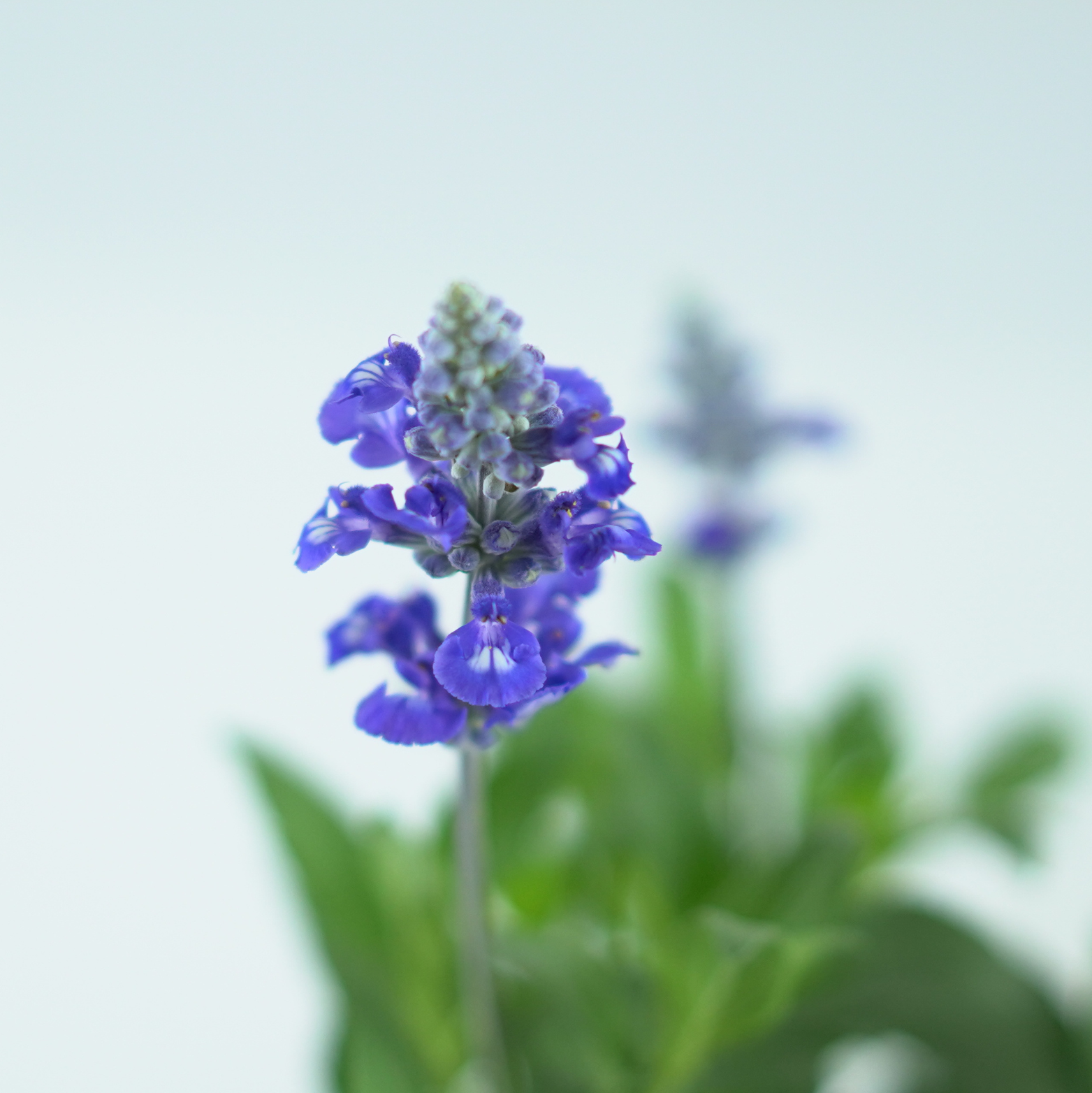 SALVIA FARINACEA Szałwia omączona