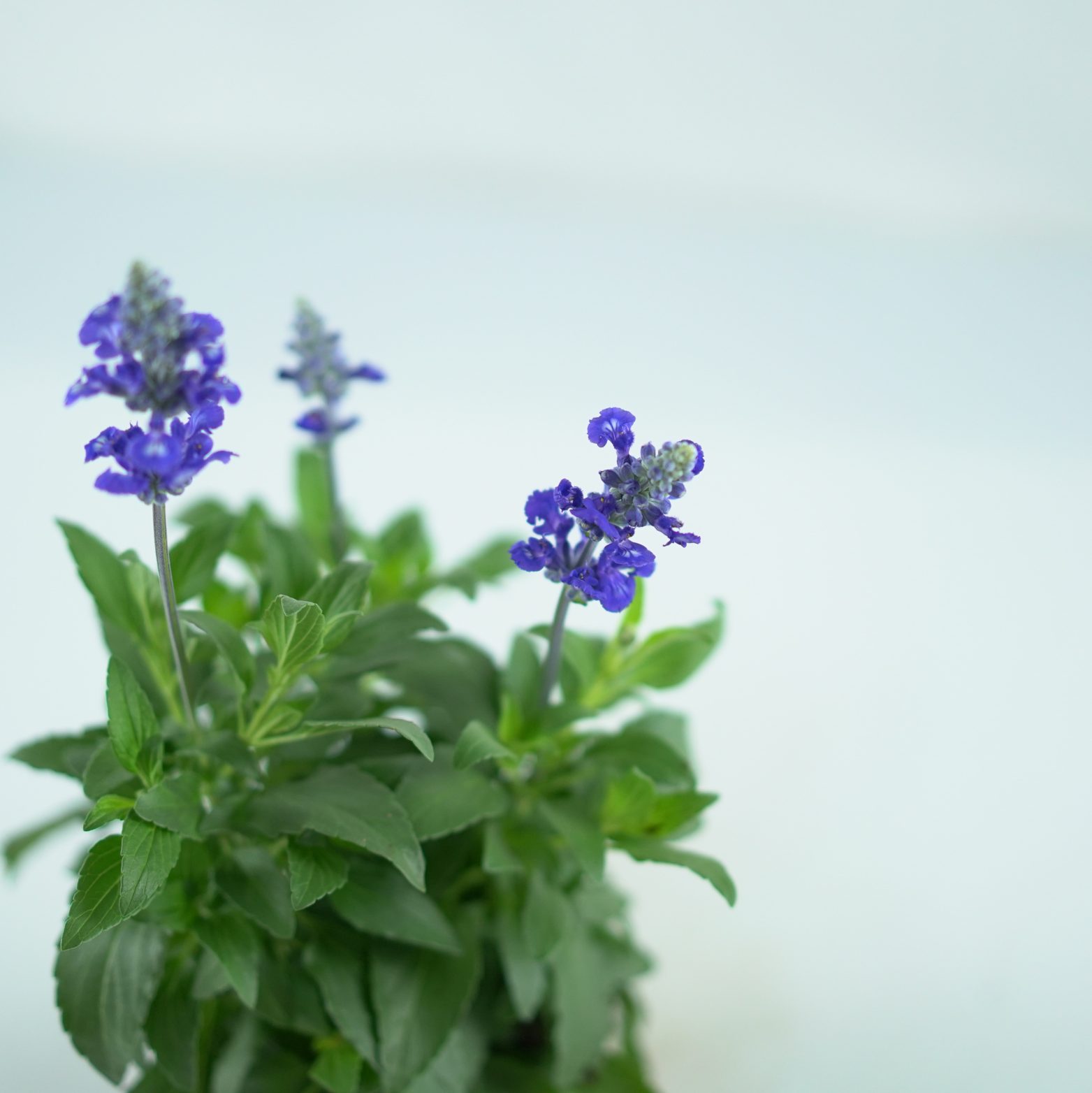 SALVIA FARINACEA Szałwia omączona