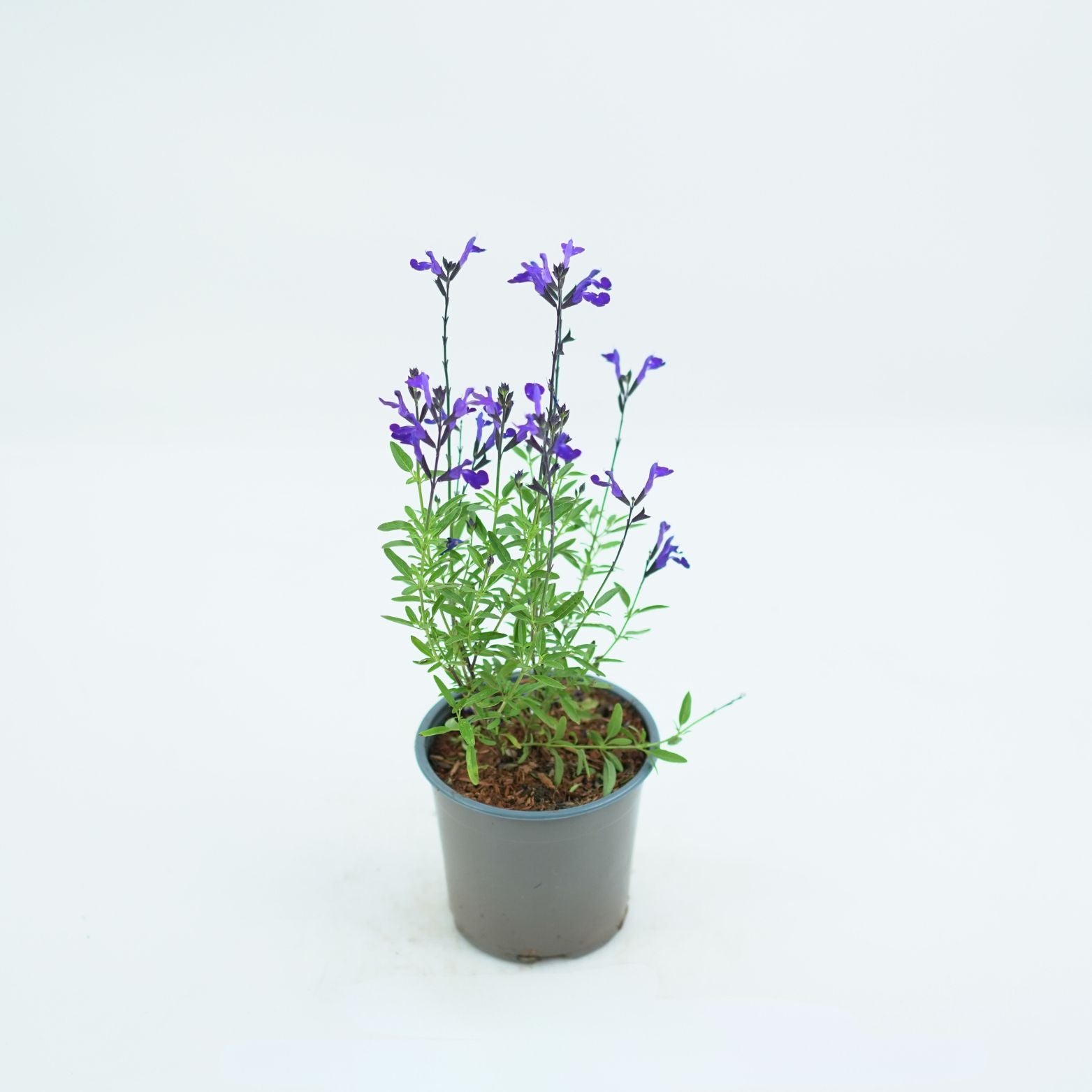 SALVIA GREGGII 'Mirage' Szałwia