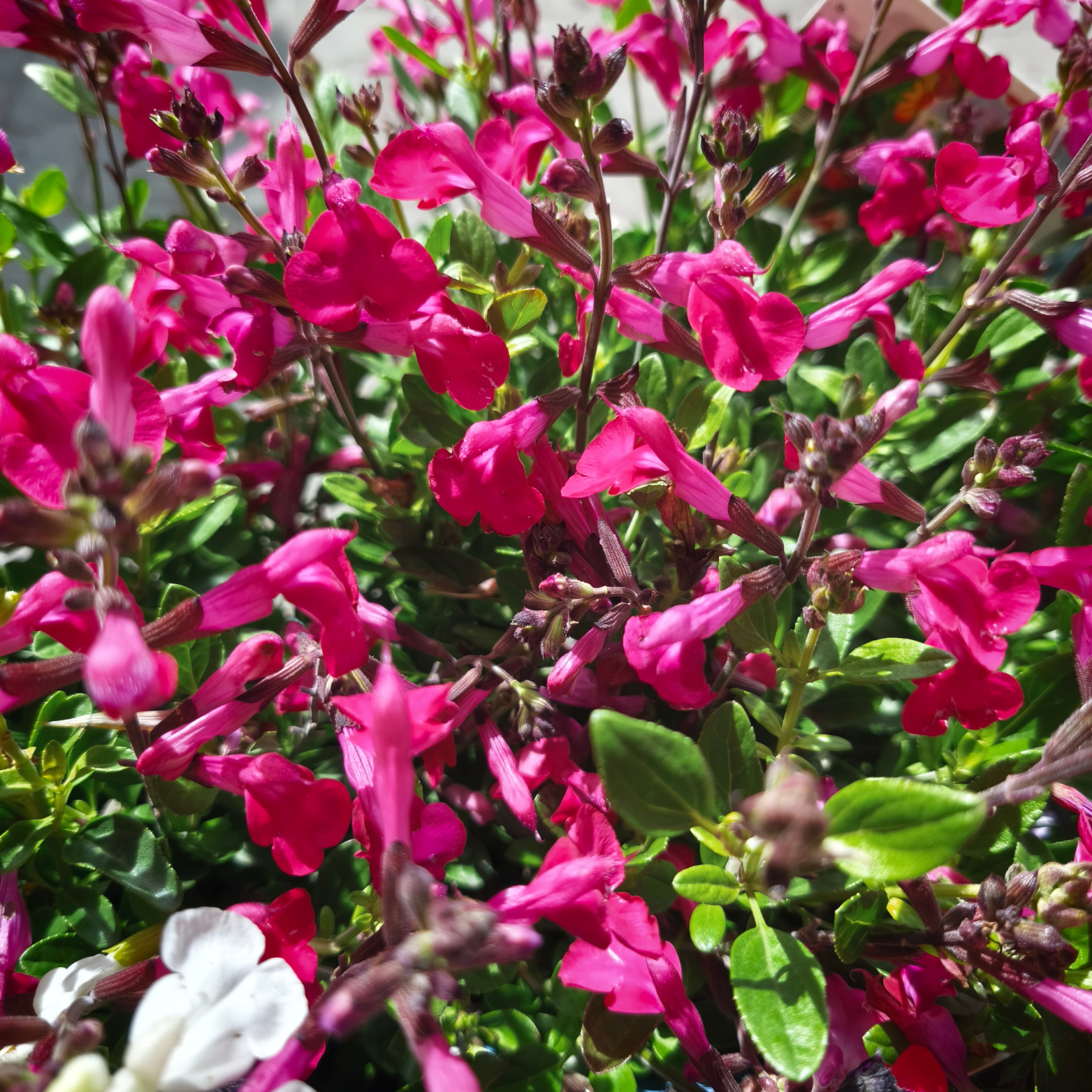 SALVIA GREGGII Szałwia
