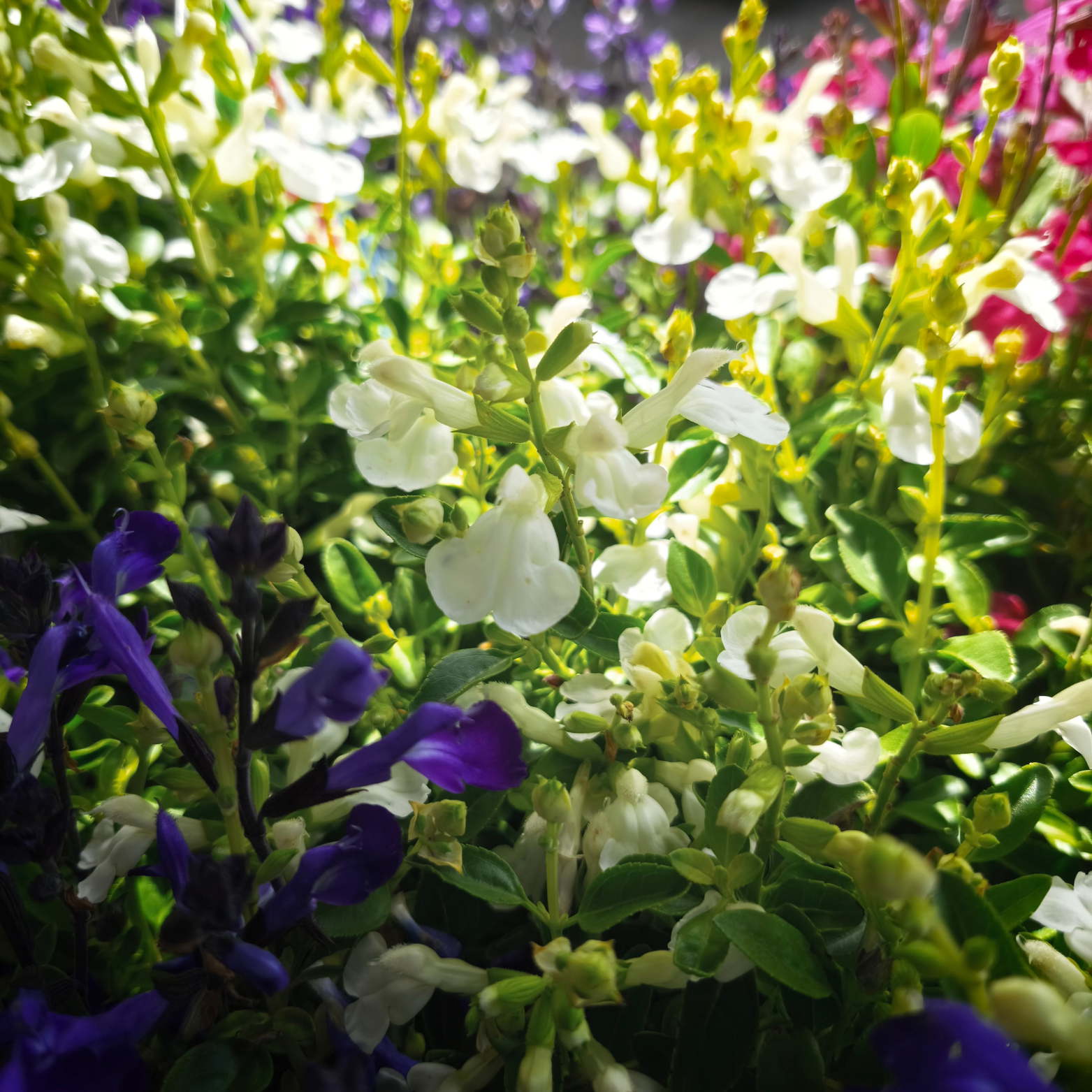 SALVIA GREGGII Szałwia