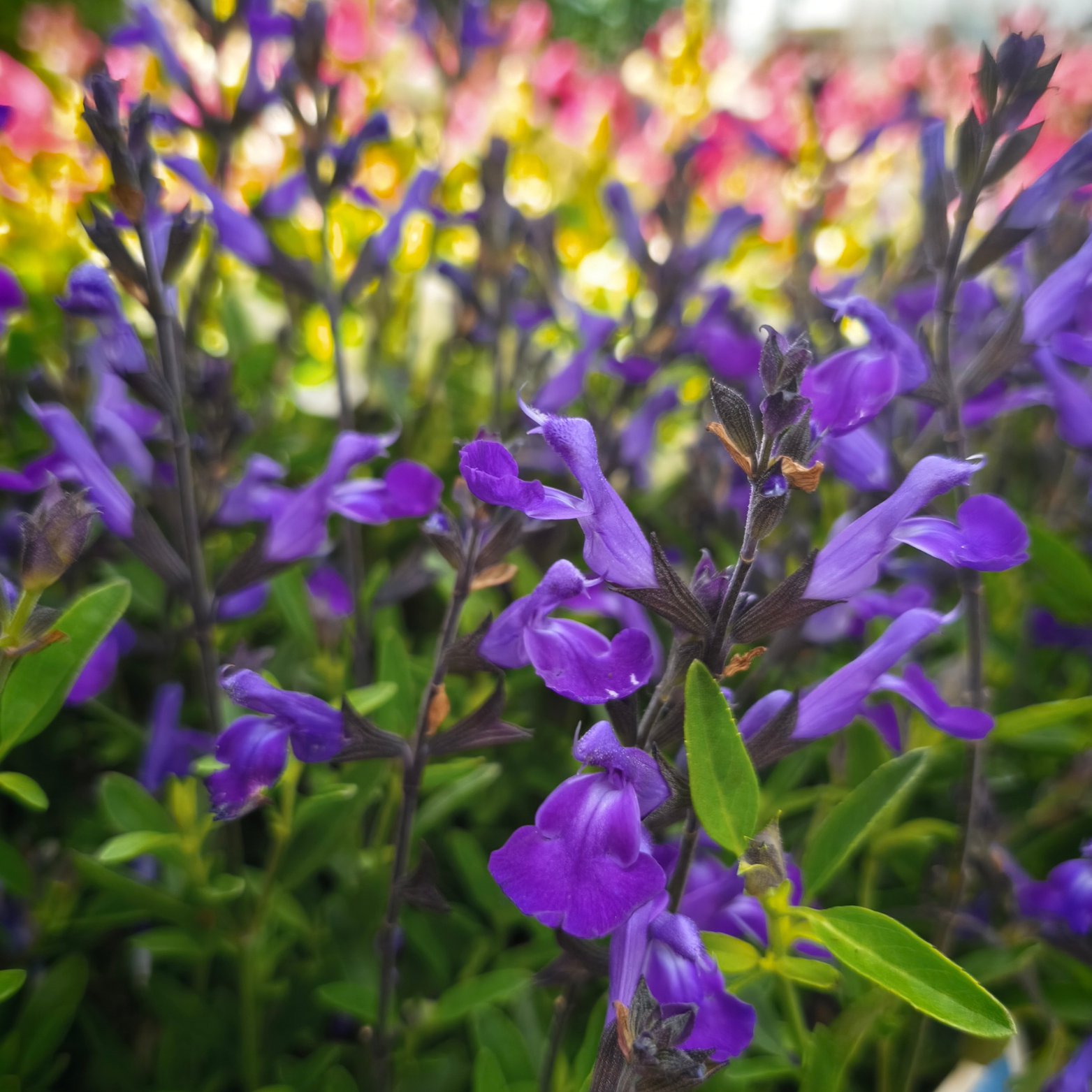 SALVIA GREGGII Szałwia