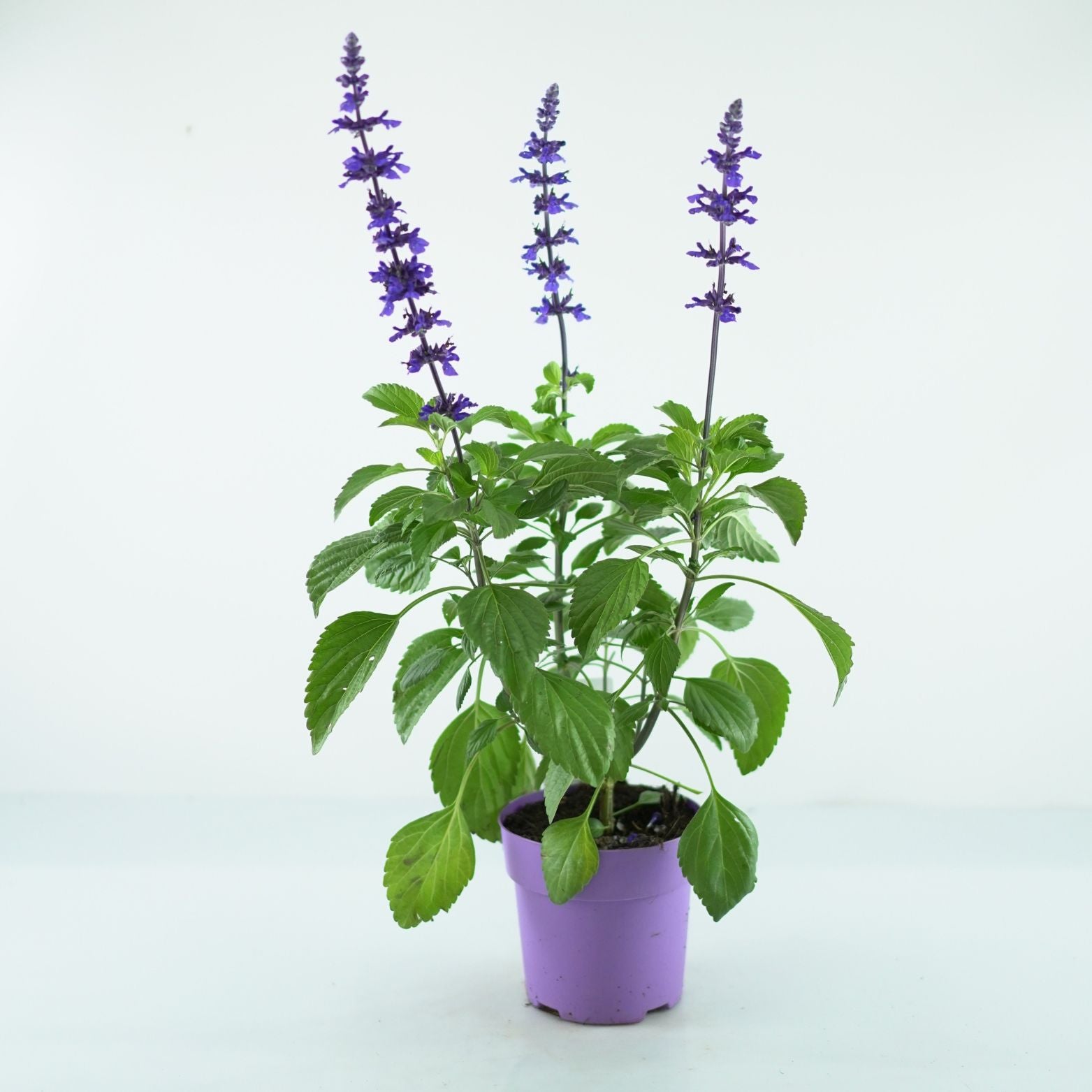 SALVIA HYBRIDA 'Mystic Spires Blue' Szałwia